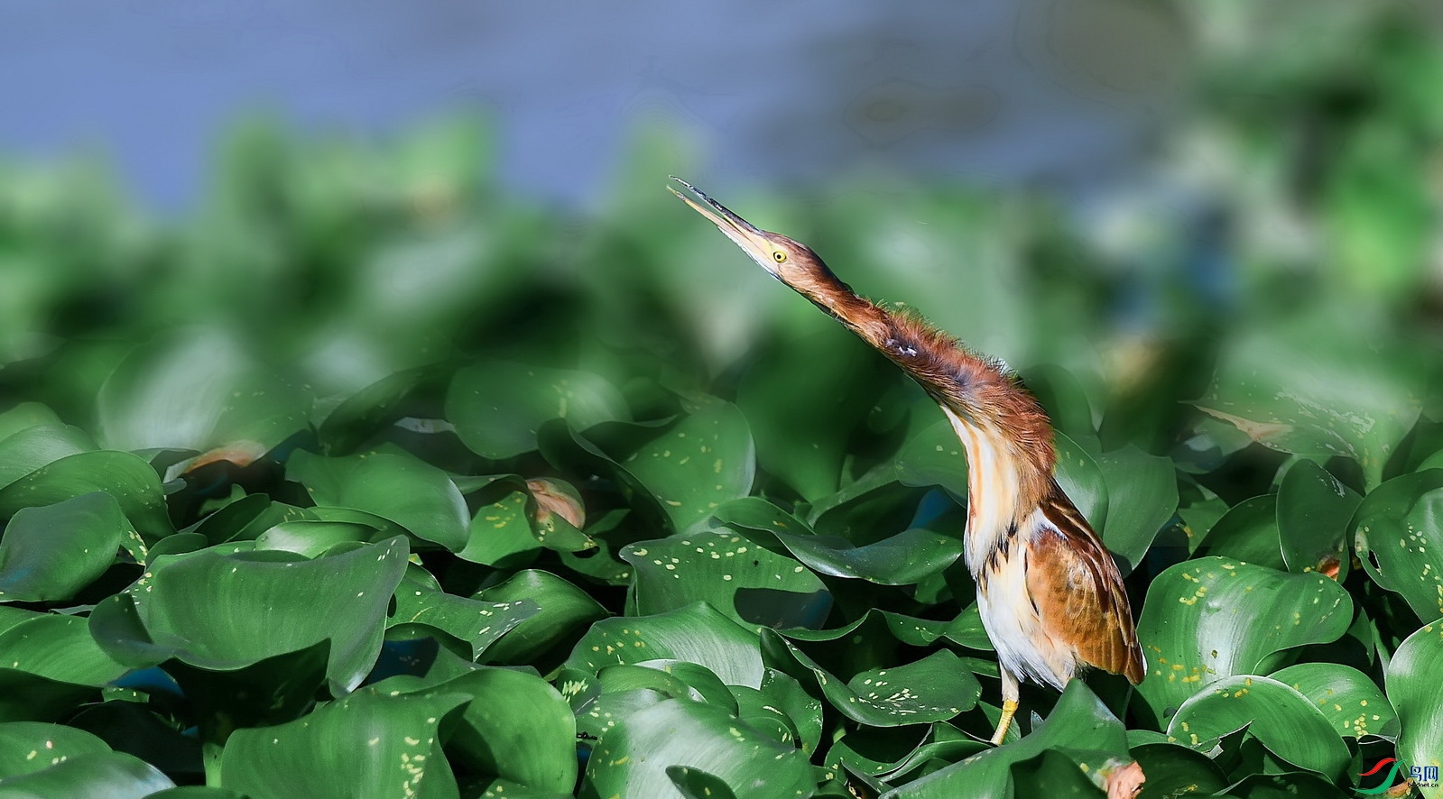 DSC_0006a.jpg