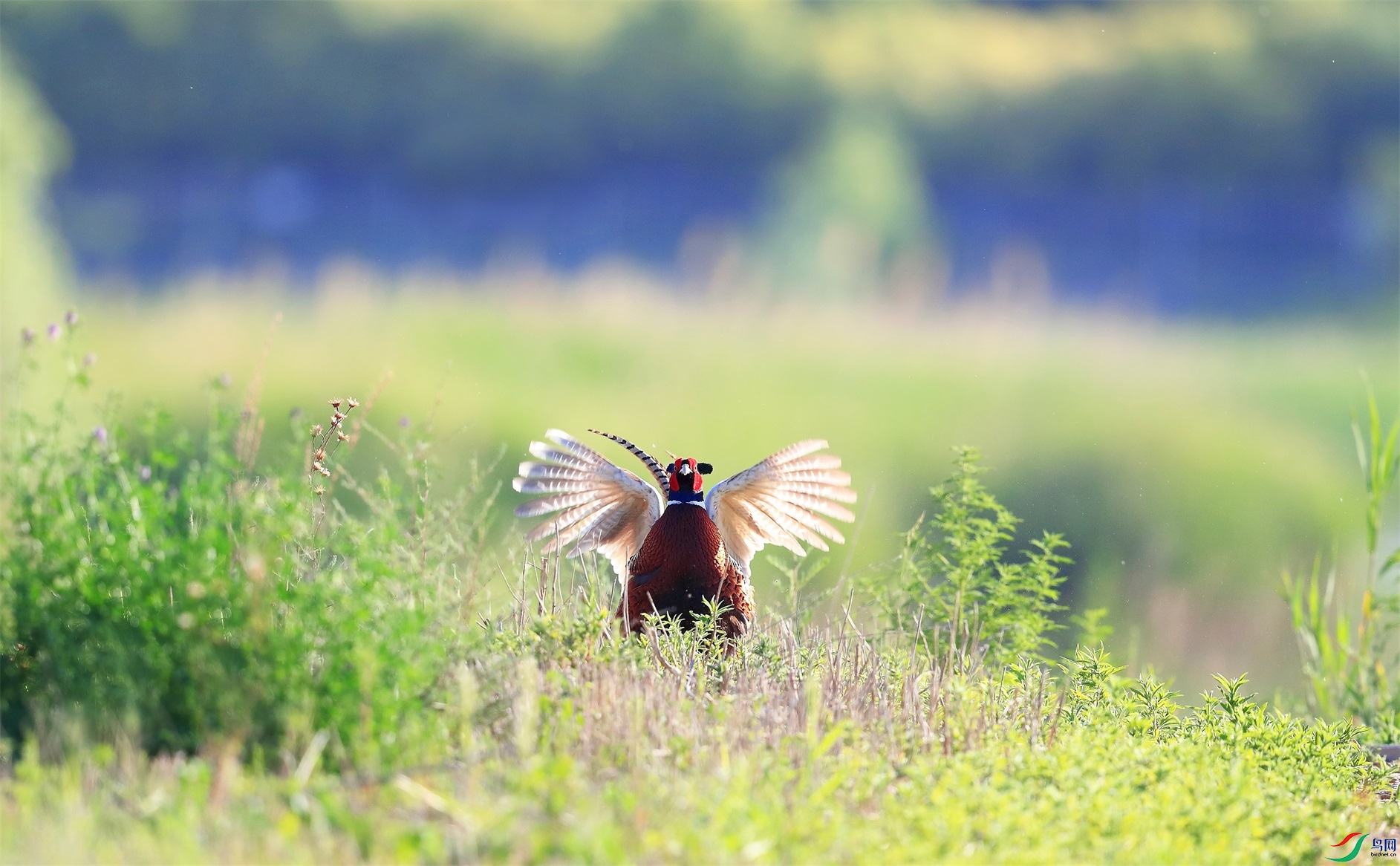 222 - ����.jpg