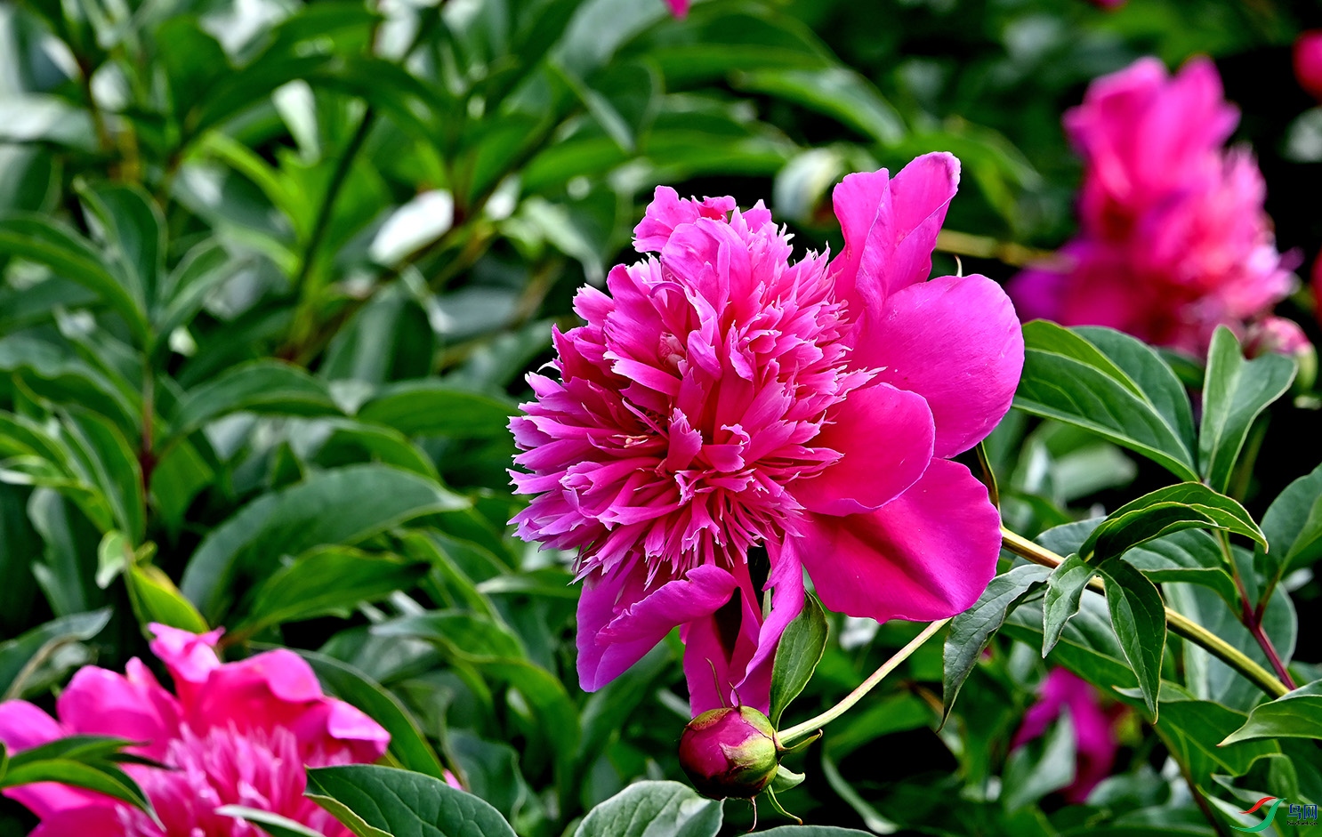 花仙芍药"小牡丹"