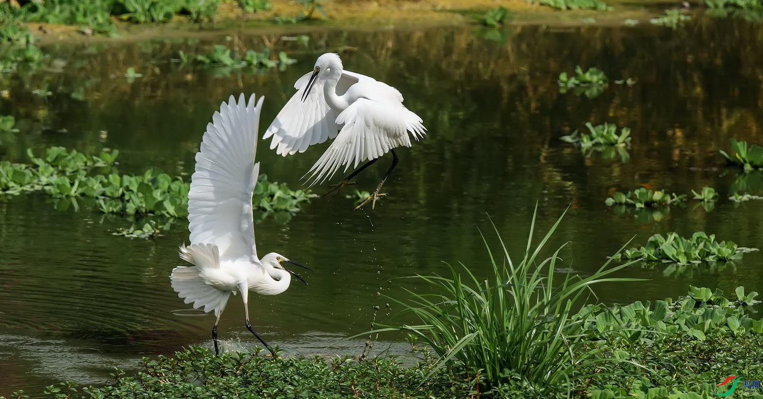 DSC_5350a.jpg