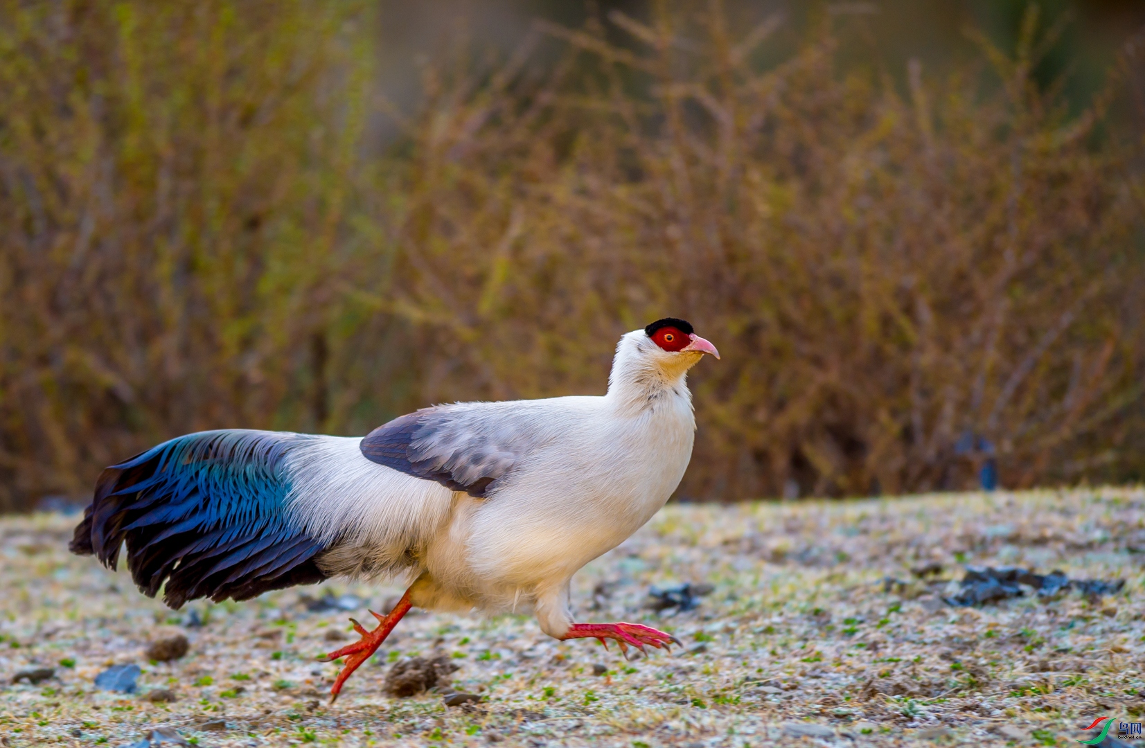 草上飞白马鸡恭贺老师佳作荣获首页精华