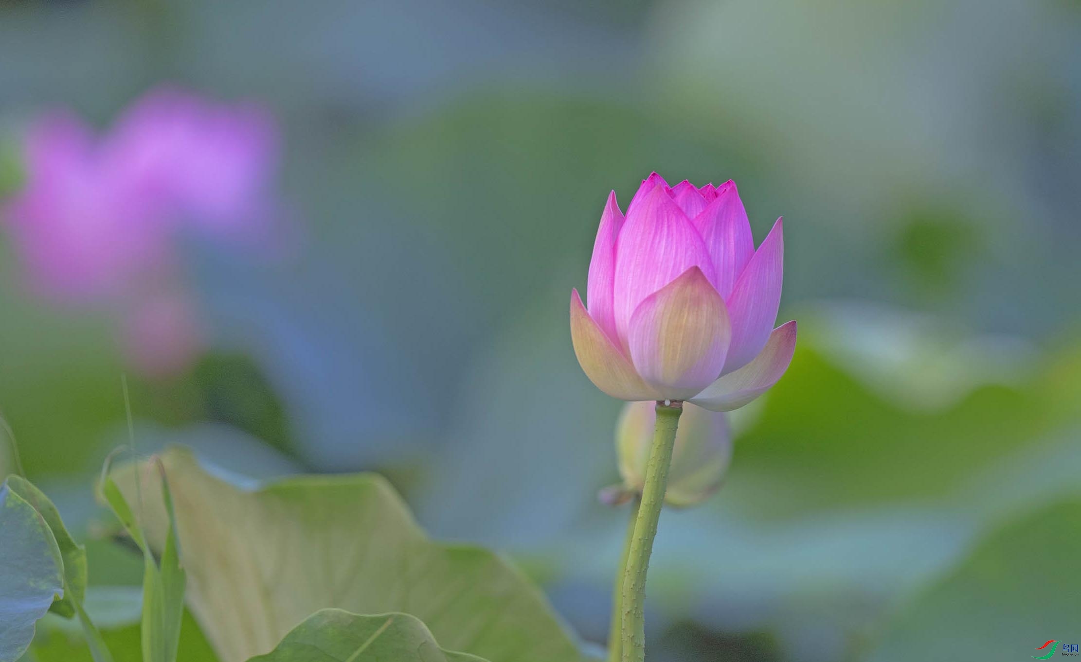 DSC_1330-3 - ���� - ���� (2).jpg