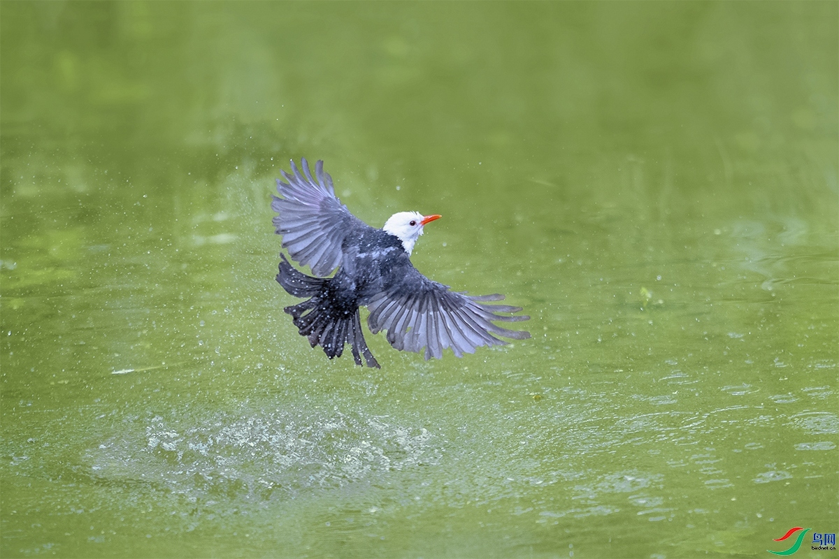 Ϊ���� ��ʦ�����ں���ʡƽ��ɽ��³ɽ��.jpg