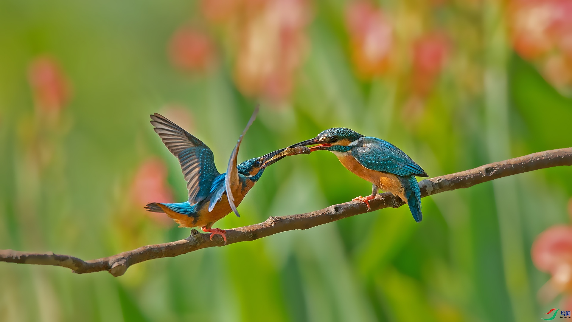喂食(普通翠鸟)