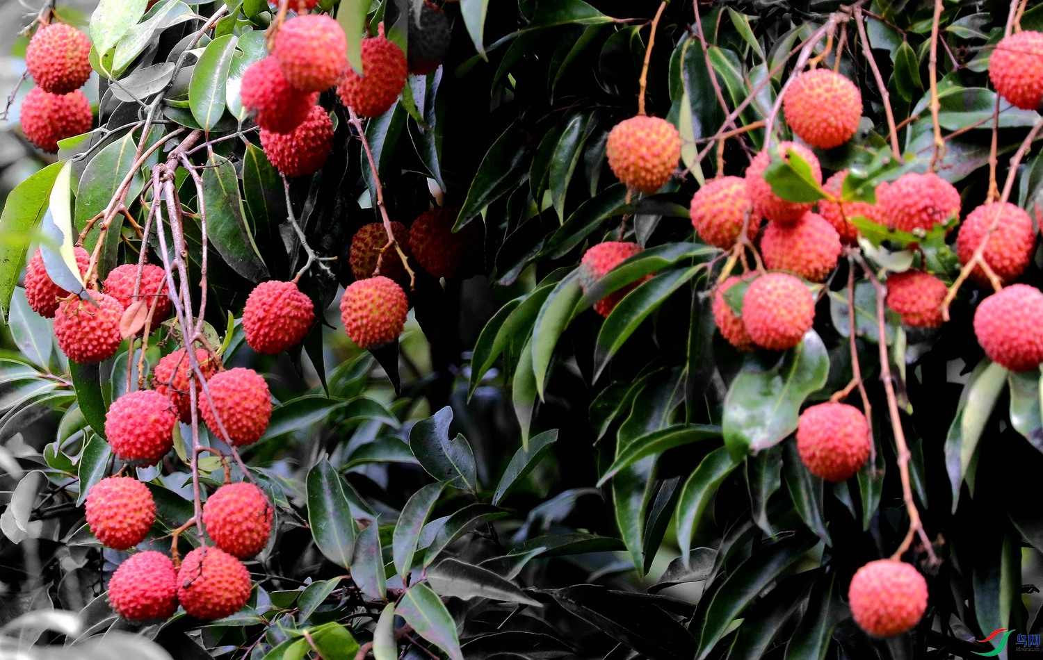 岭南佳果荔枝鲜