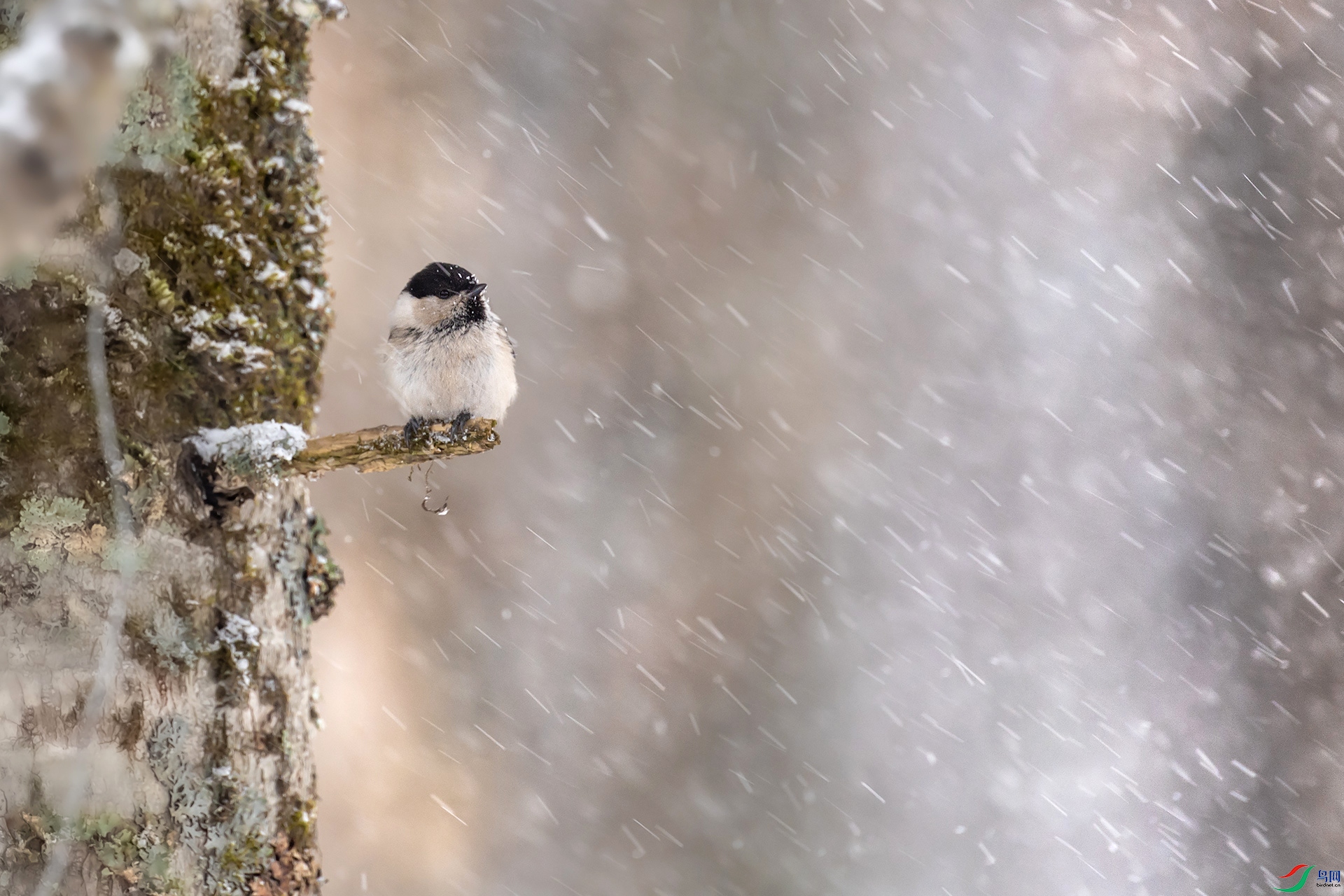 ��ѩ�е�Сɽȸ