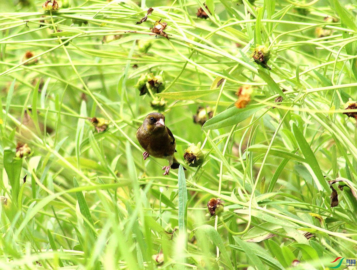 金翅雀雏鸟