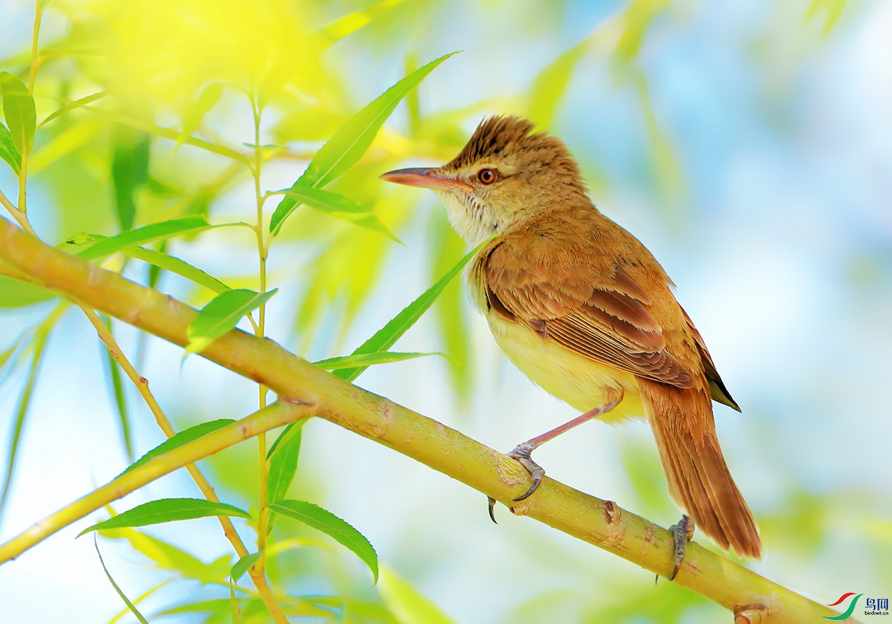 柳树上的东方大苇莺