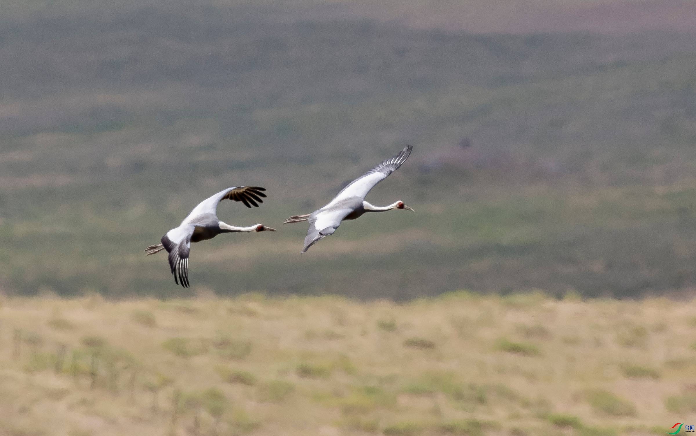 ����˫��