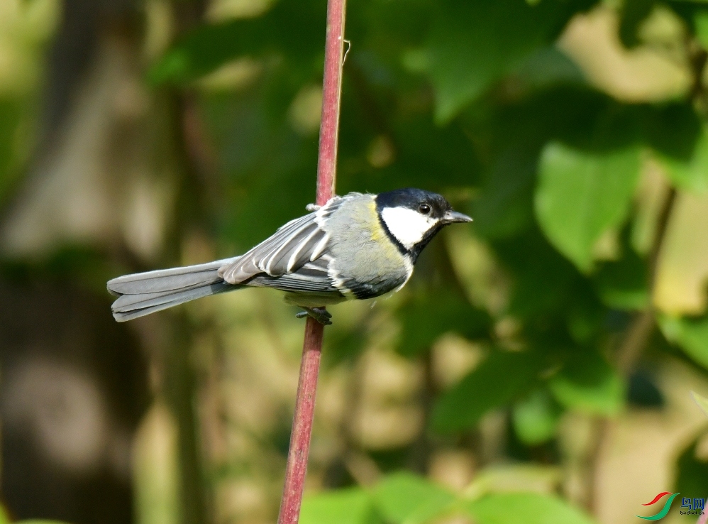 MYG_0945.JPG