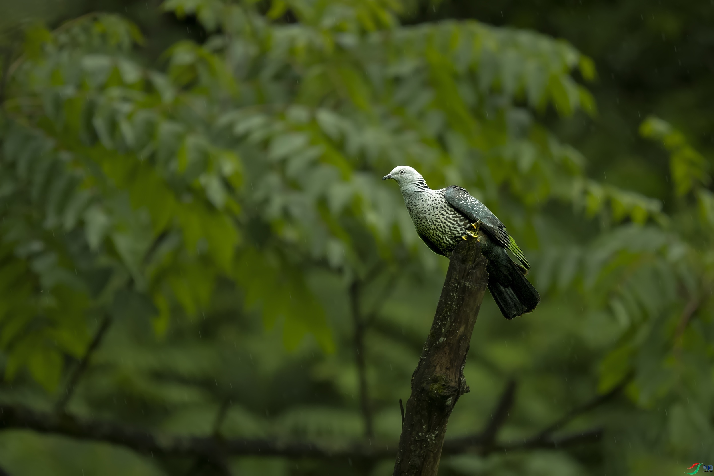 P6030524-1.jpg