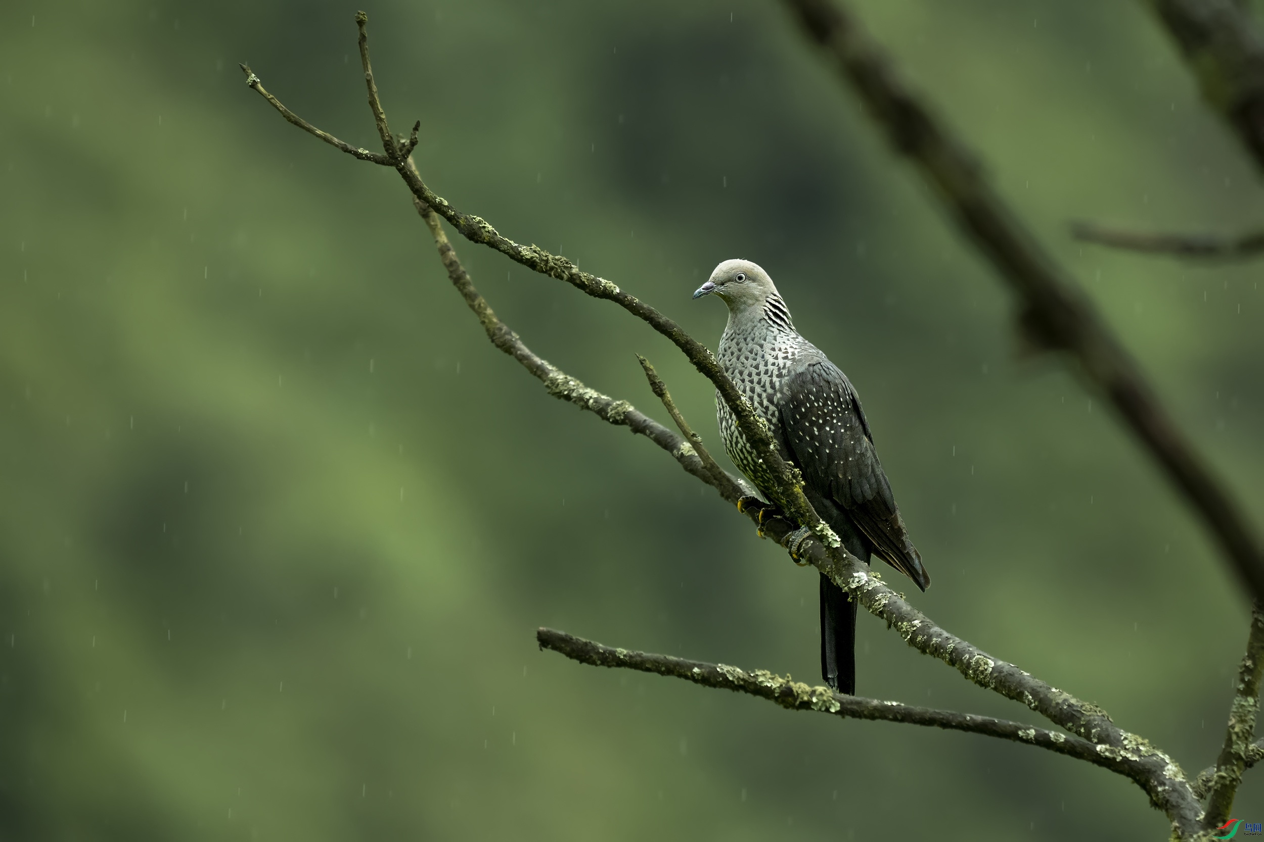 鸟中美玉点斑林鸽