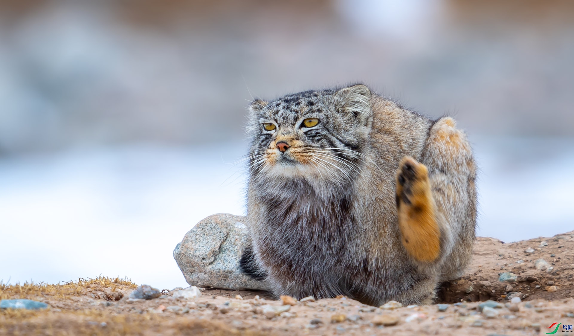 招财猫兔狲恭贺老师佳作荣获每日一图