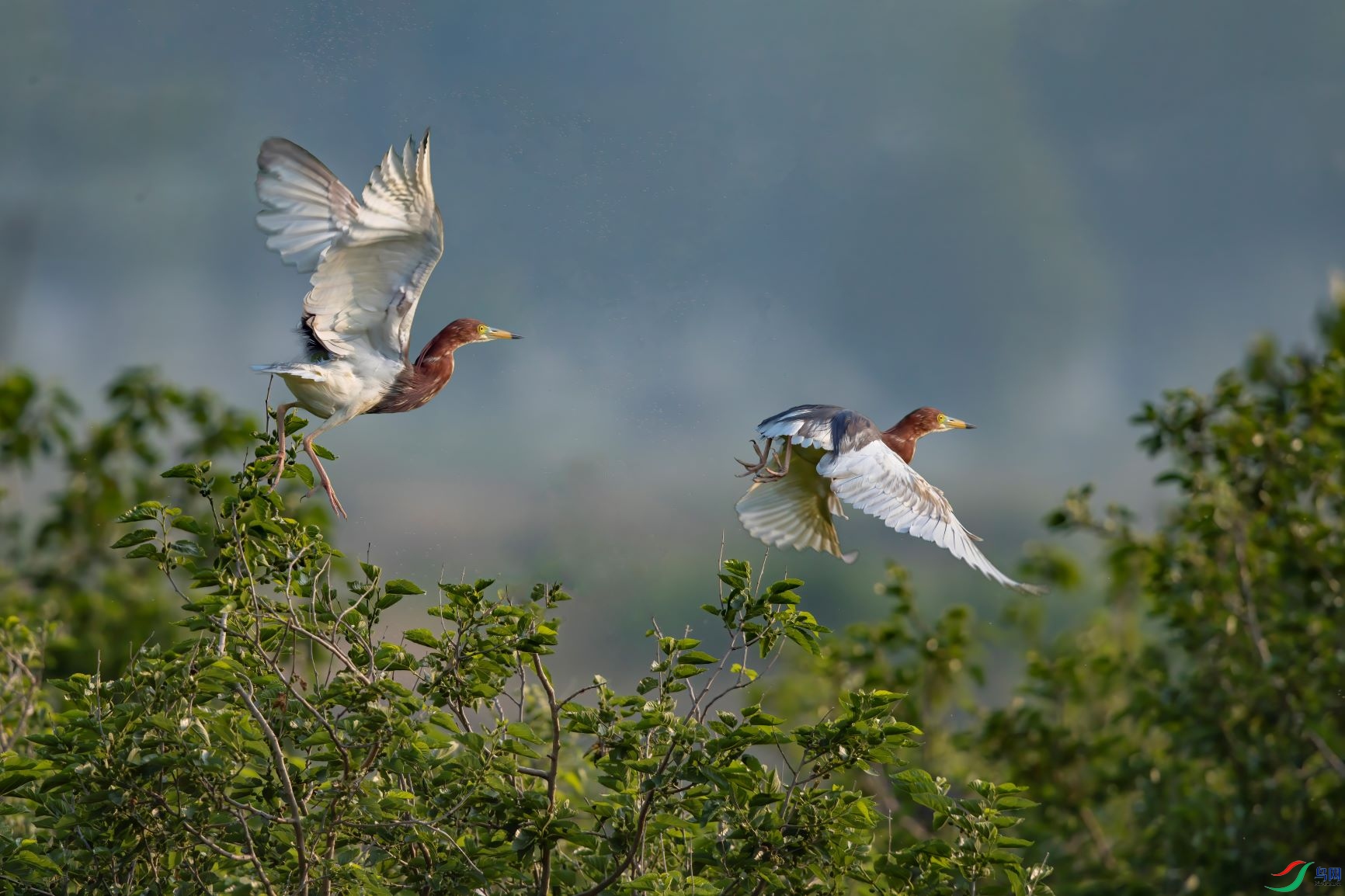 ����˫�� ����.jpg