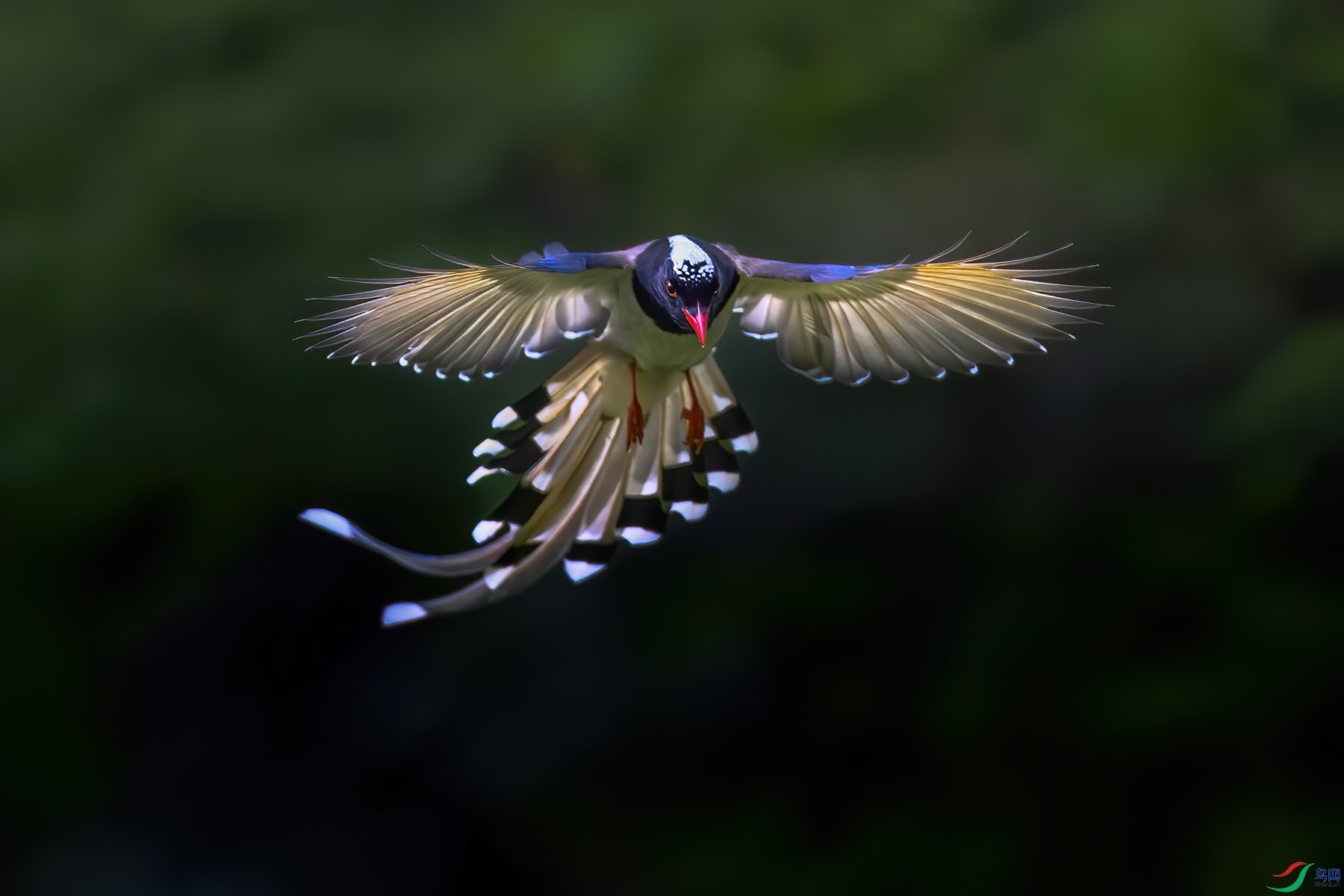 新周问好 红嘴兰雀>