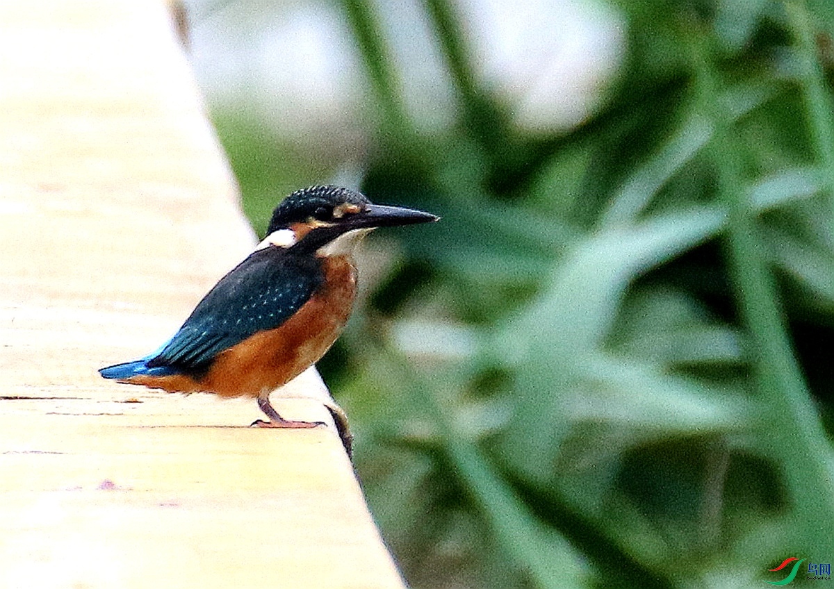 A6309��ͨ����.JPG