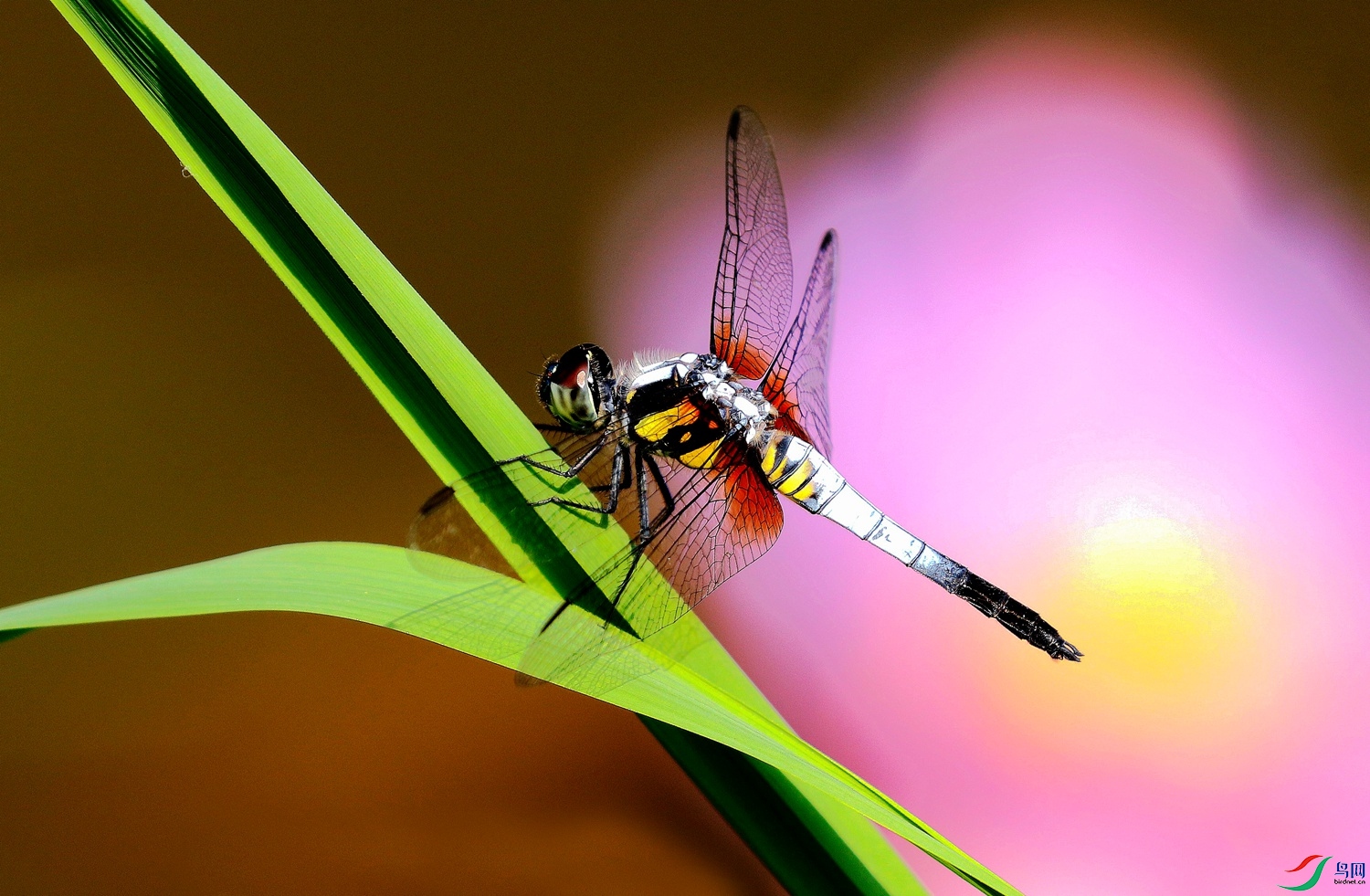 �̲ݺ�Ӱ������