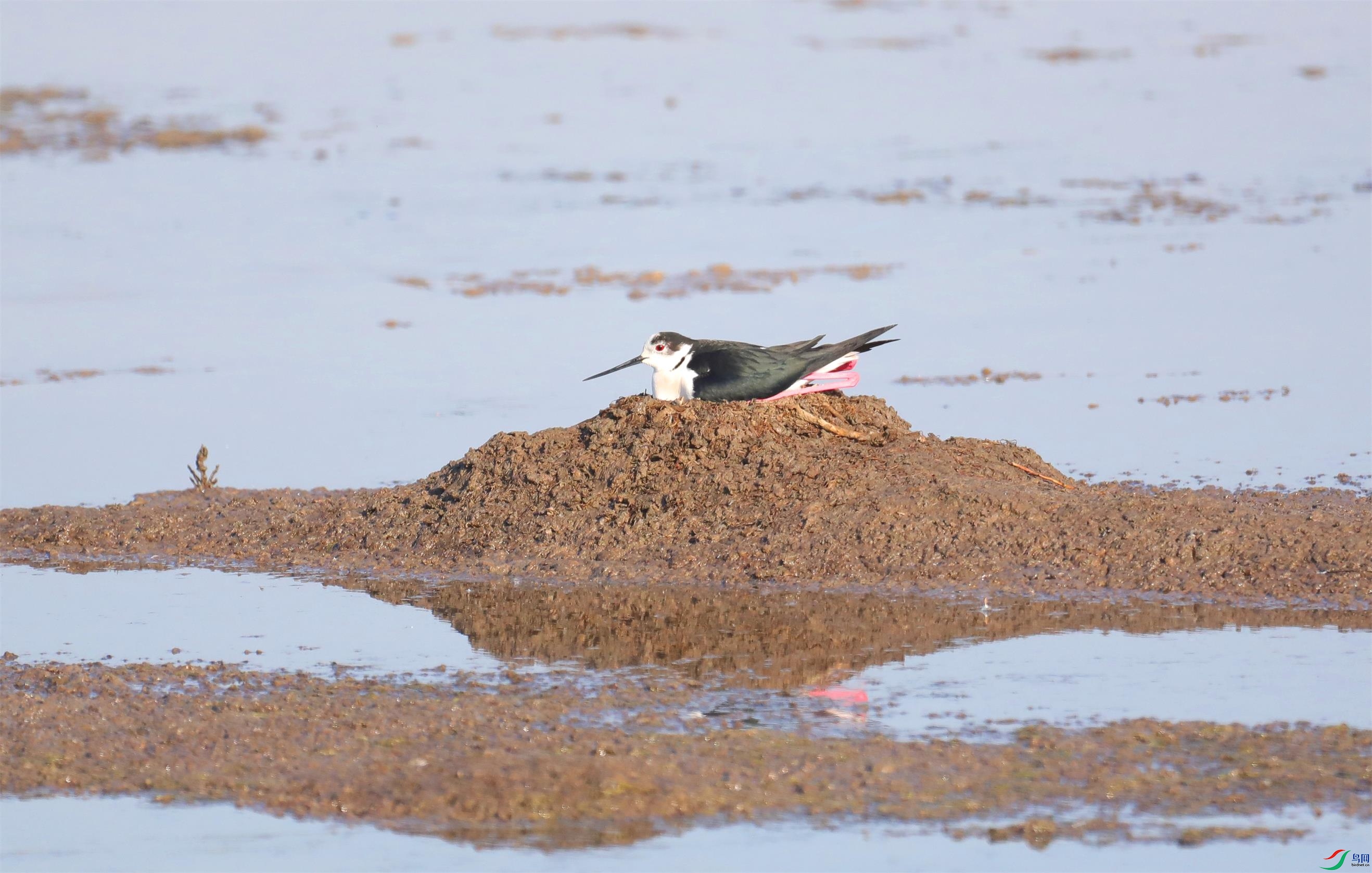 �ڳ᳤����