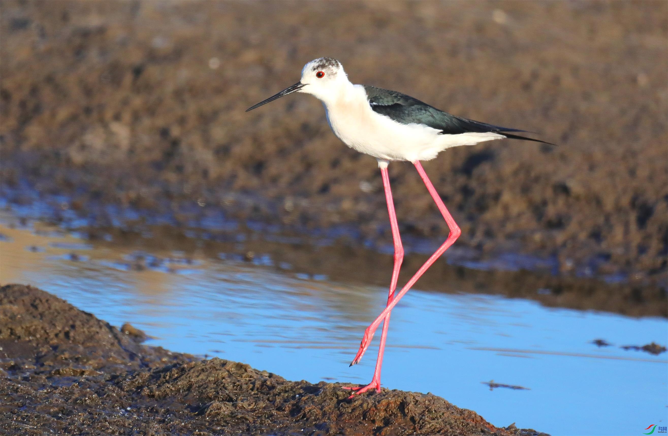 �ڳ᳤����