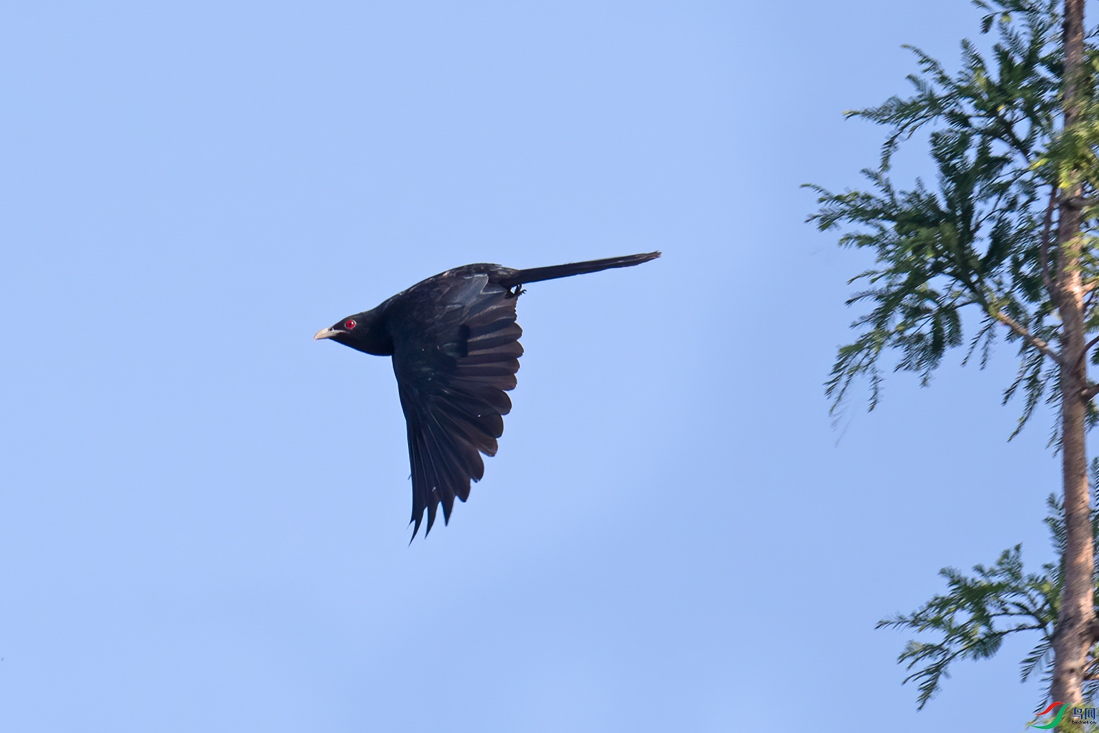 _DSC5280-1-denoise-denoise.jpg