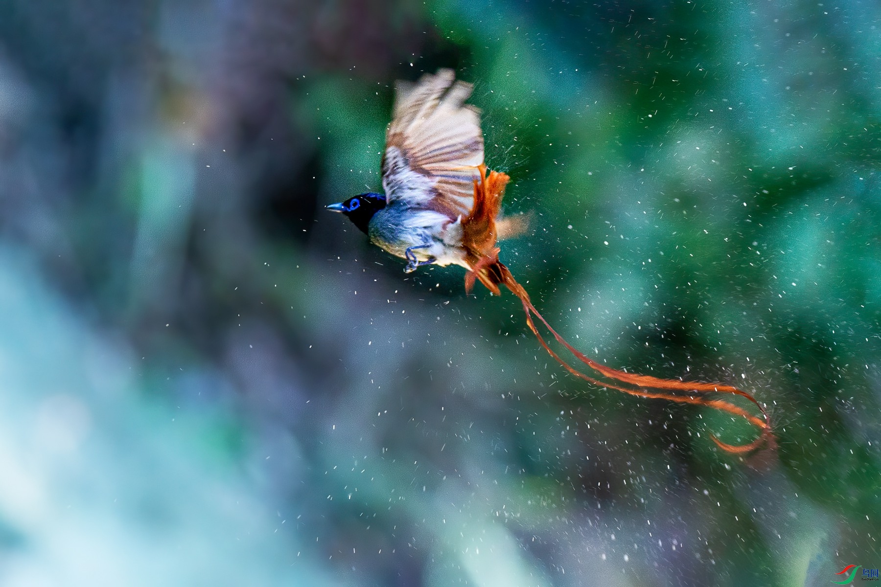 漂亮的长尾巴―红寿带