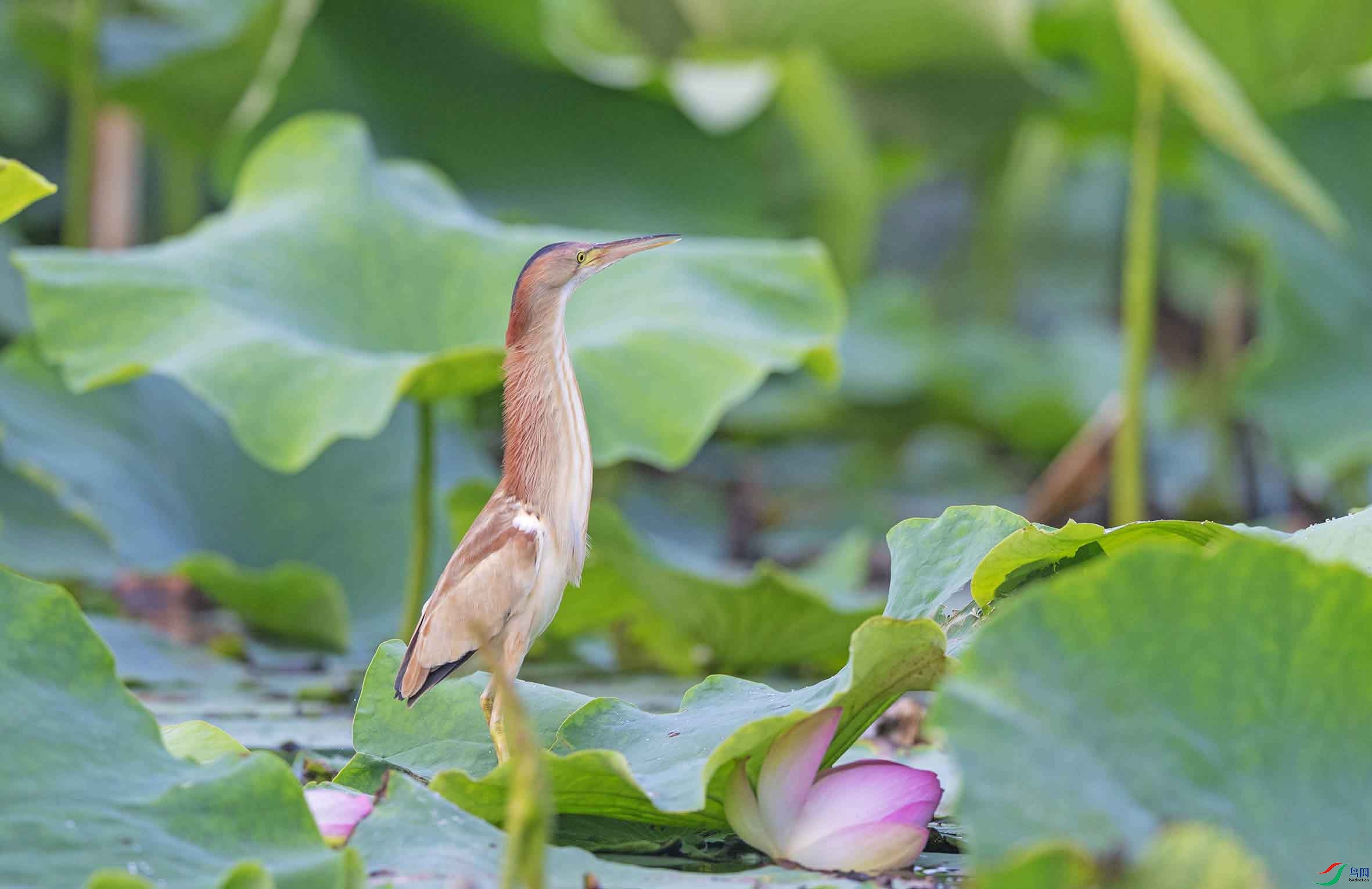 DSC_5104-3 - ����.jpg