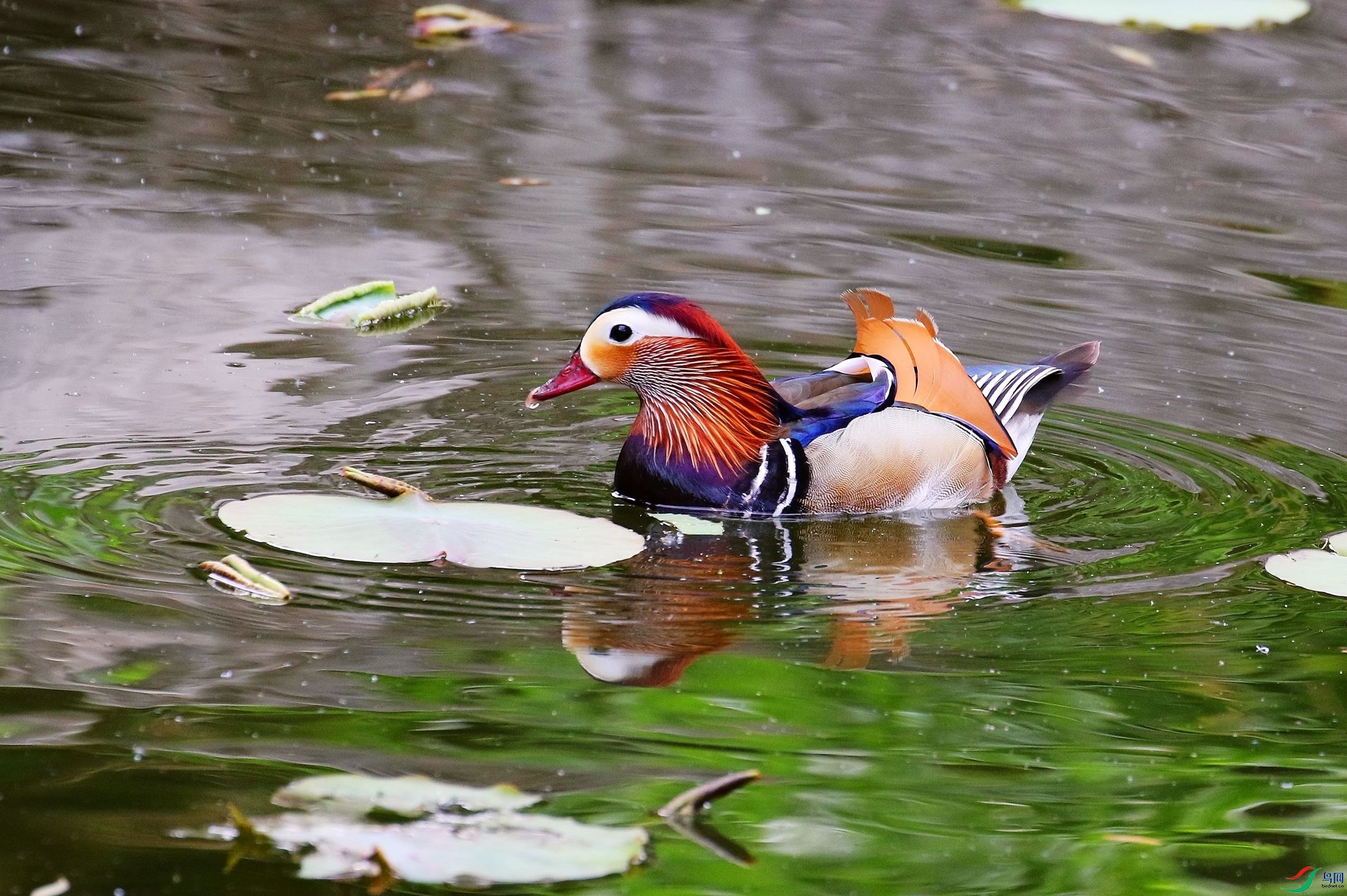 荷塘微澜浮鸳鸯