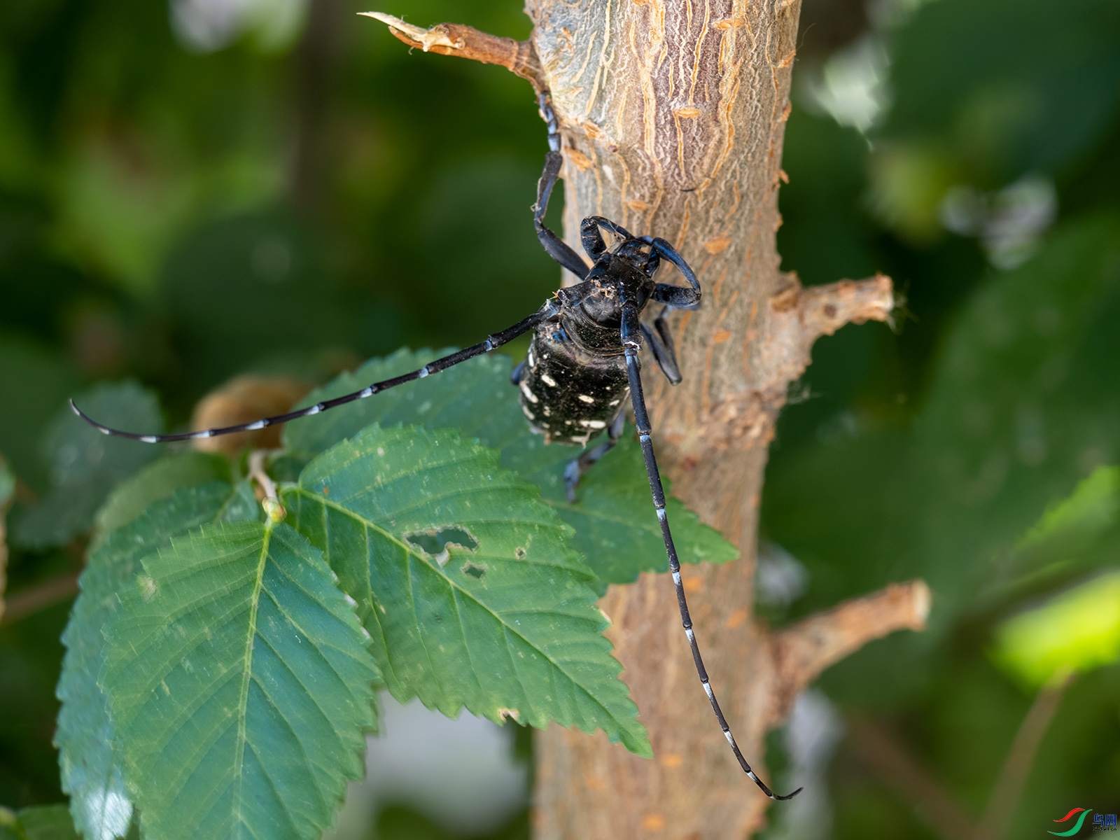 榆树上的天牛