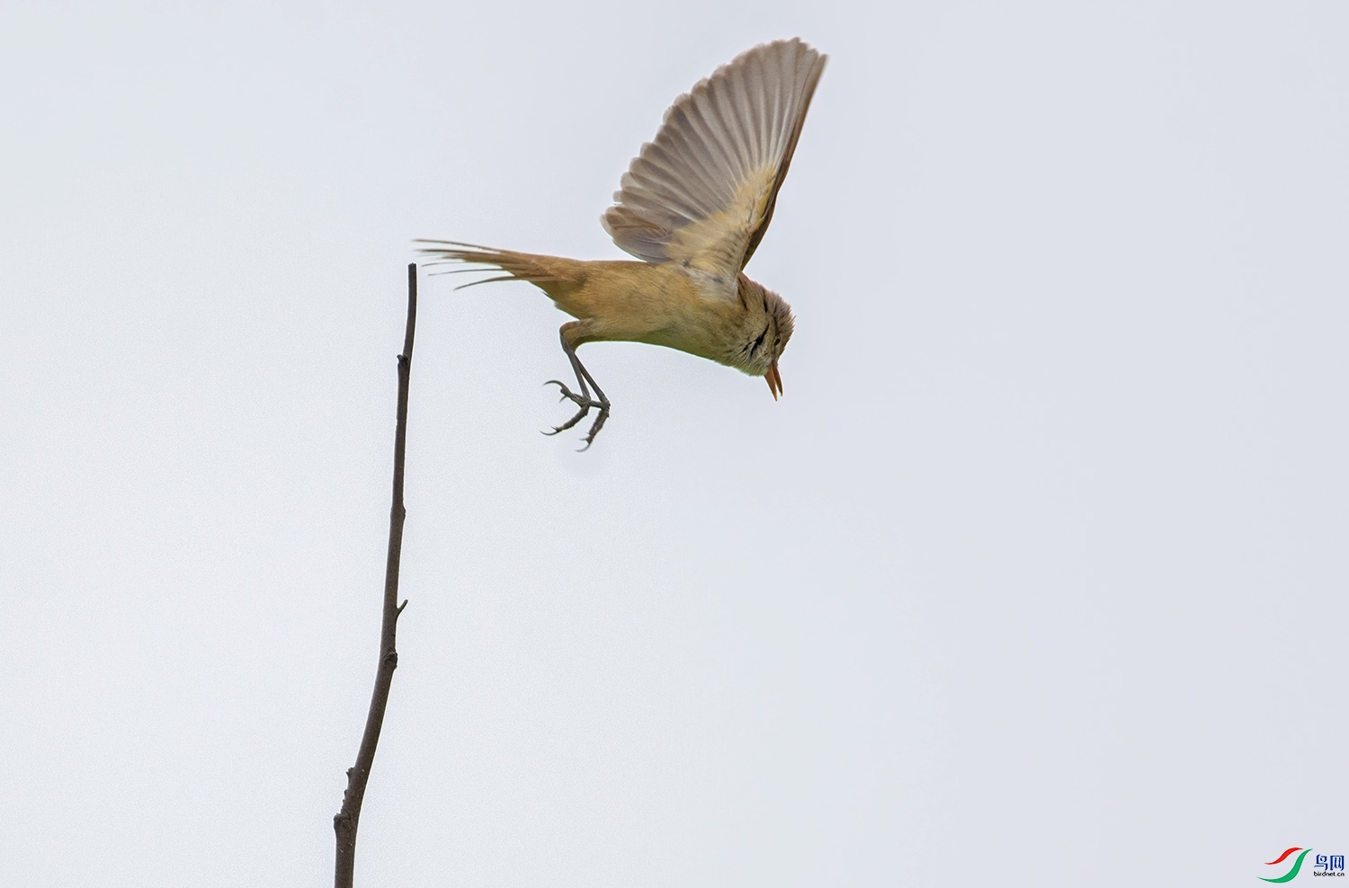DSC_4547.jpg