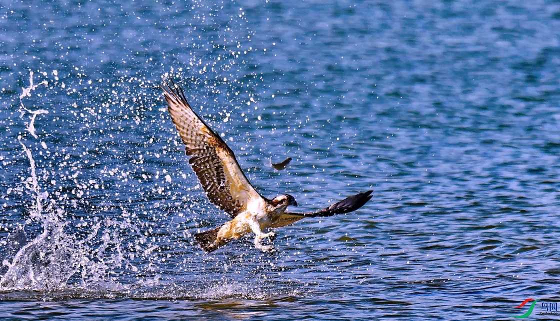 DSC_1436A.JPG