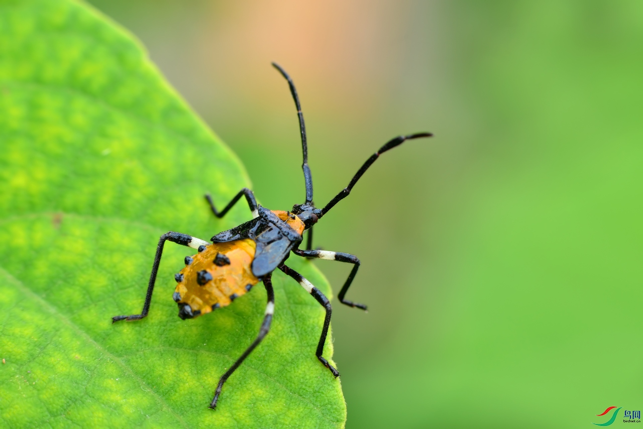 猎 蝽~~【贺获首页精华】