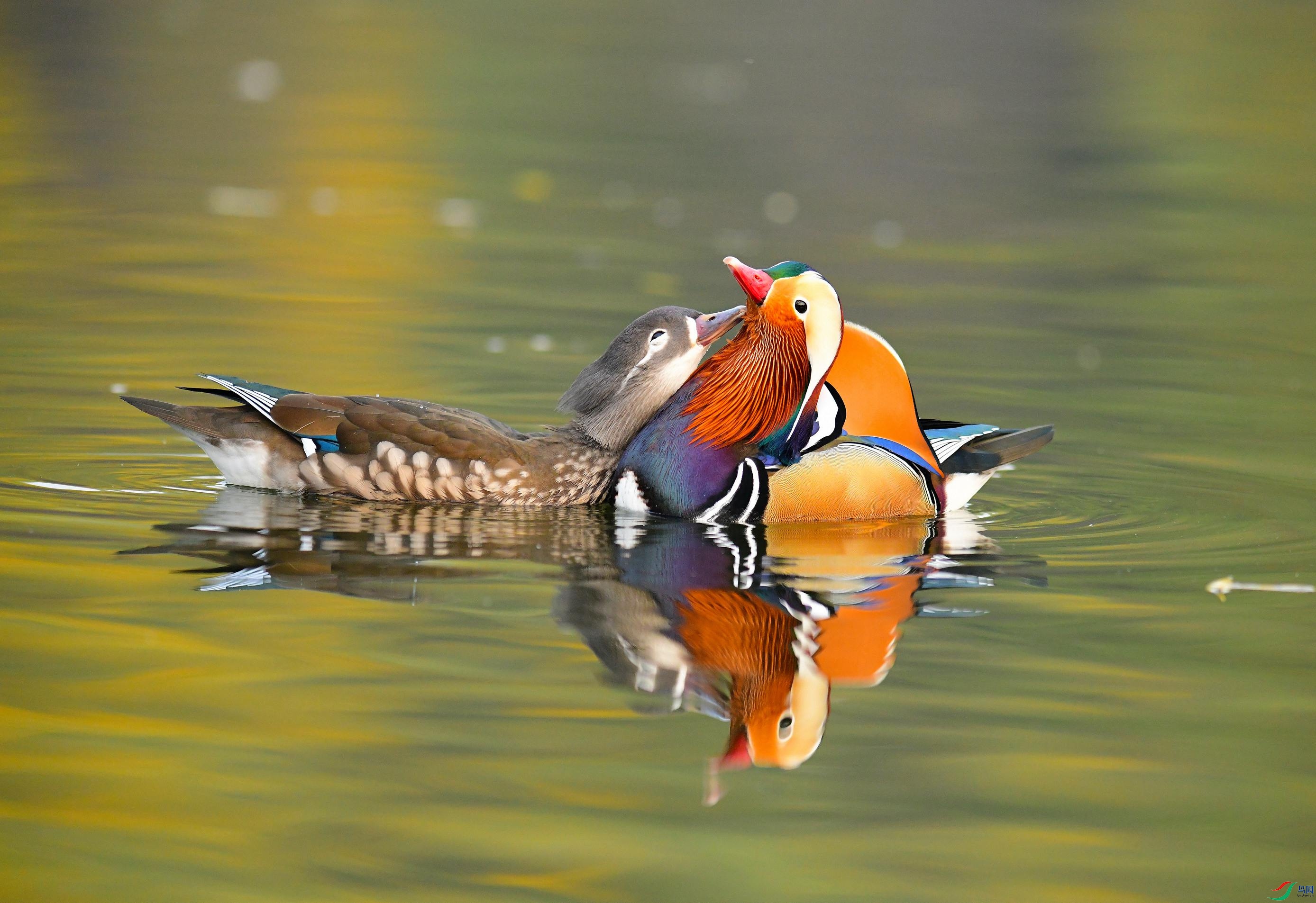 [水鸟] 鸳鸯--美好一对 (贺获鸟类精华)