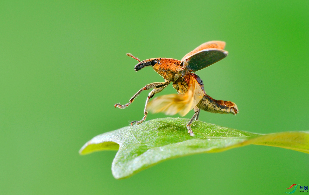 腾飞的象鼻虫