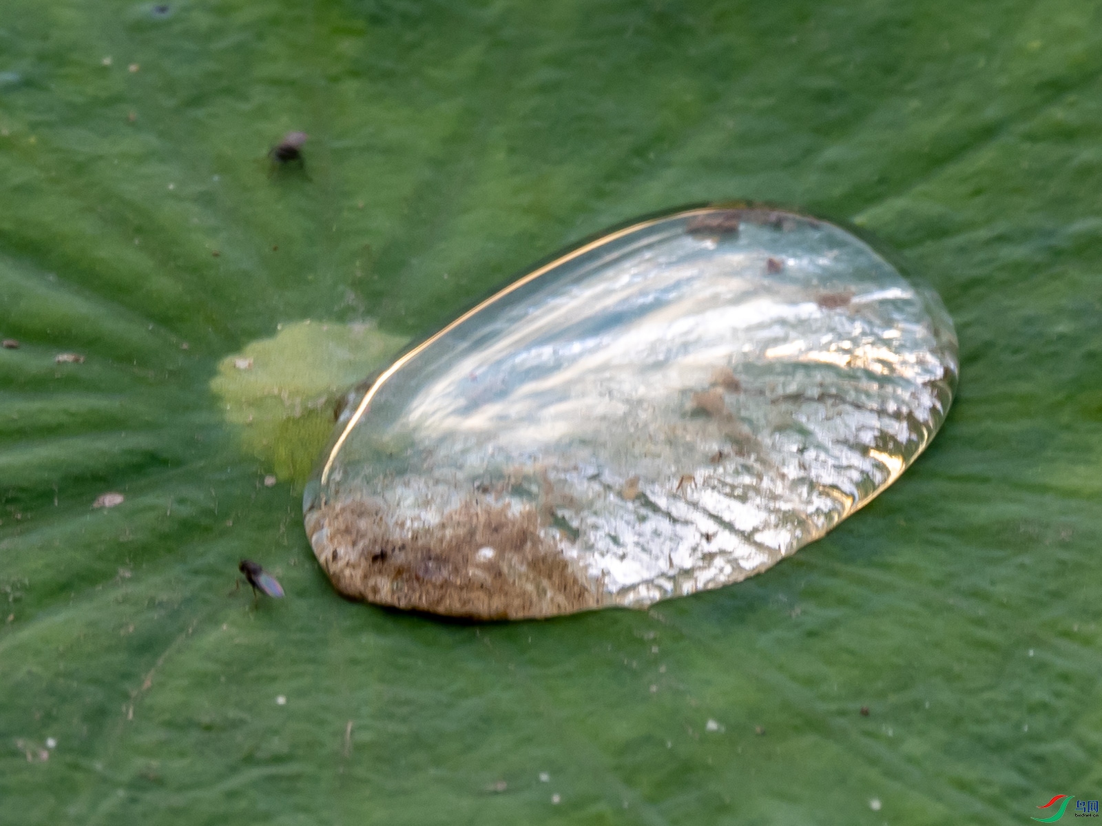 ��Ҷ�ϵĴ�ˮ��