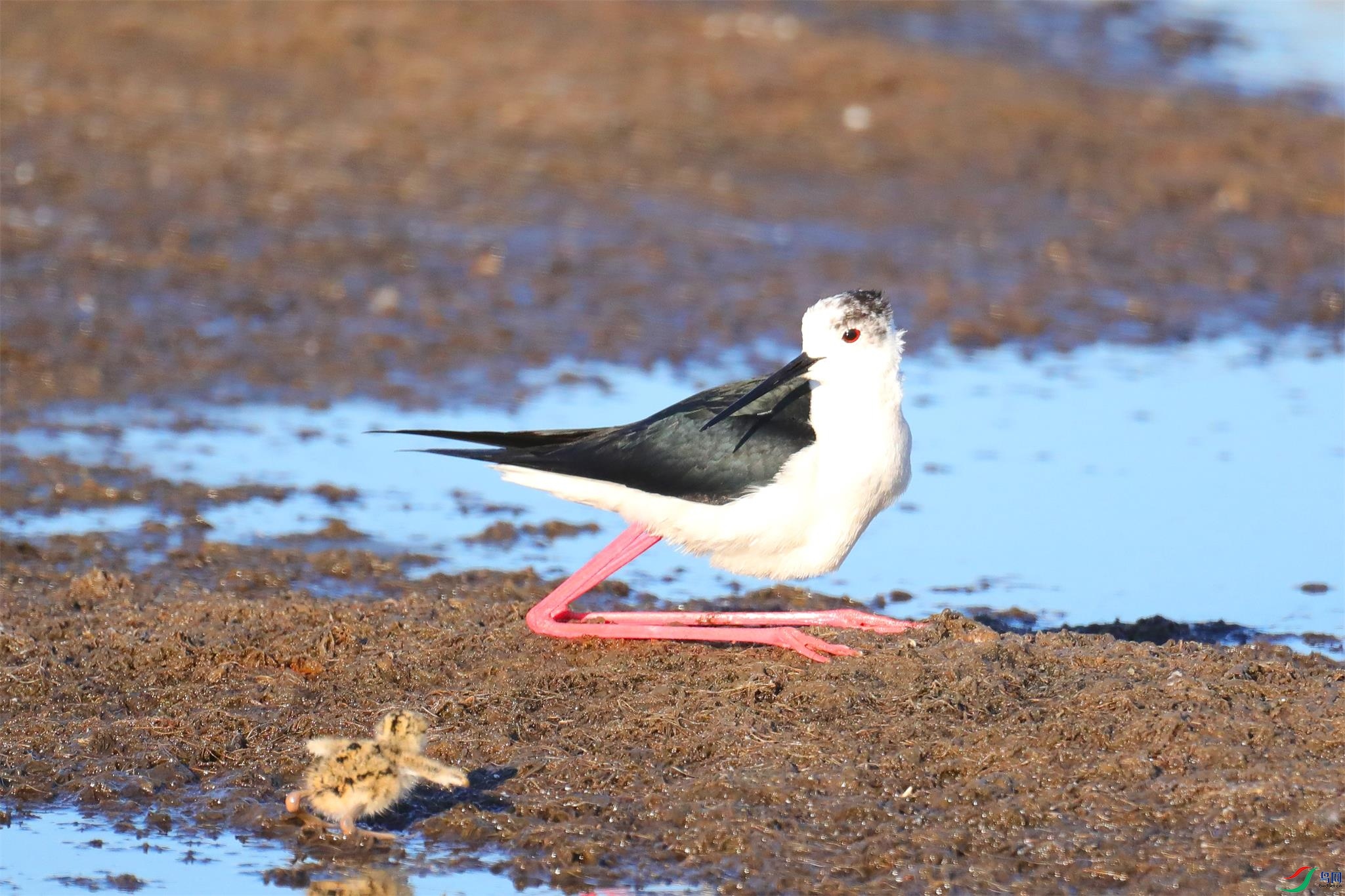 �ڳ᳤����