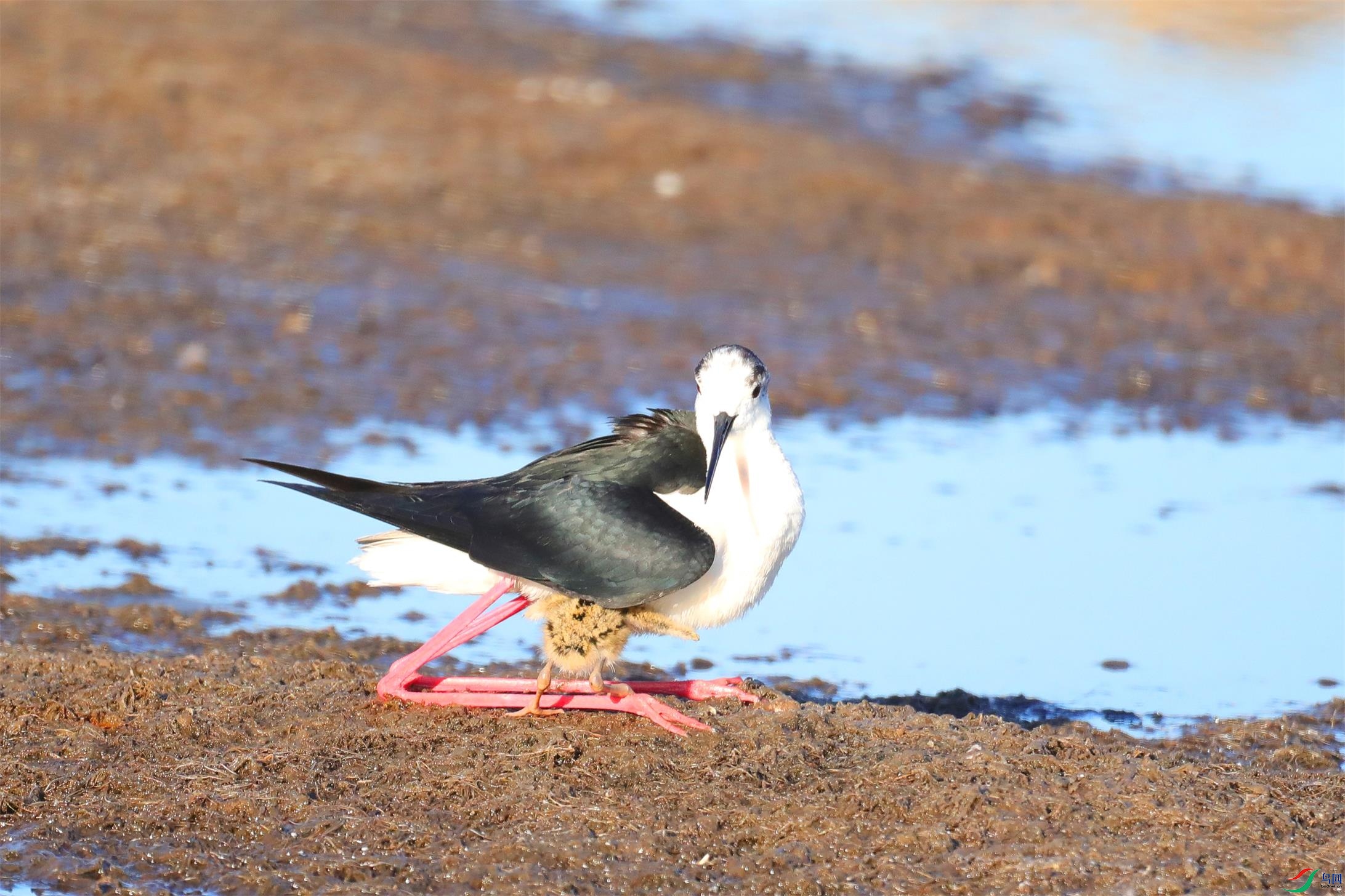 �ڳ᳤����