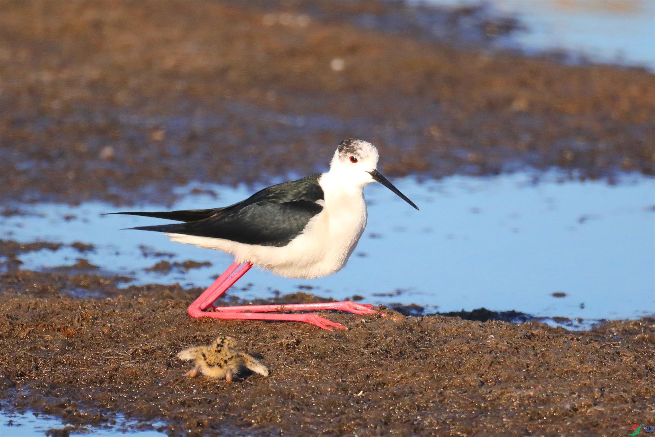 �ڳ᳤����