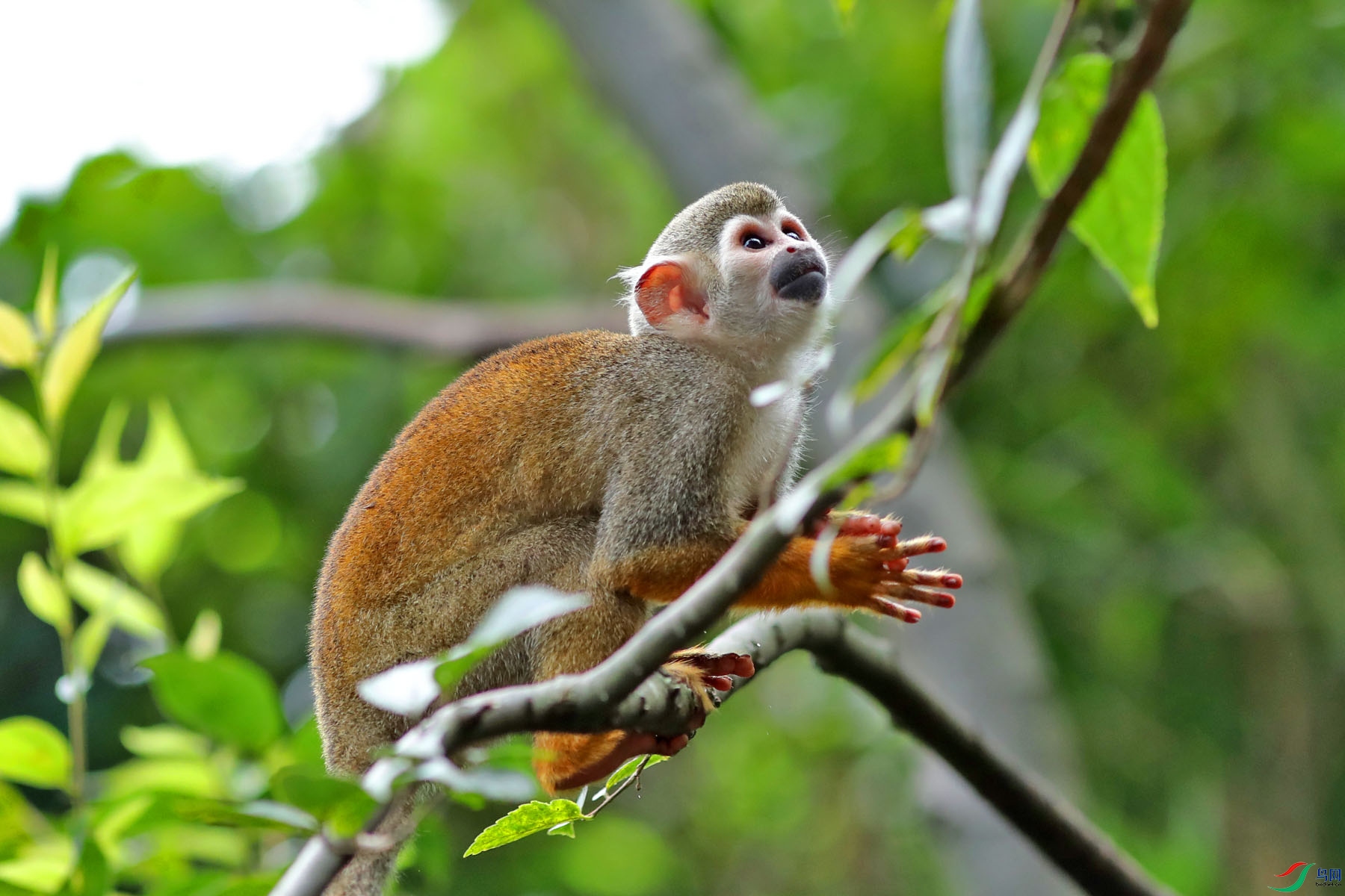 松鼠猴006.jpg