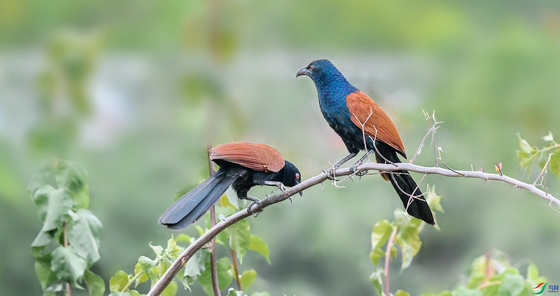 [林鳥] 求偶 褐翅鴉鵑---又名紅毛雞