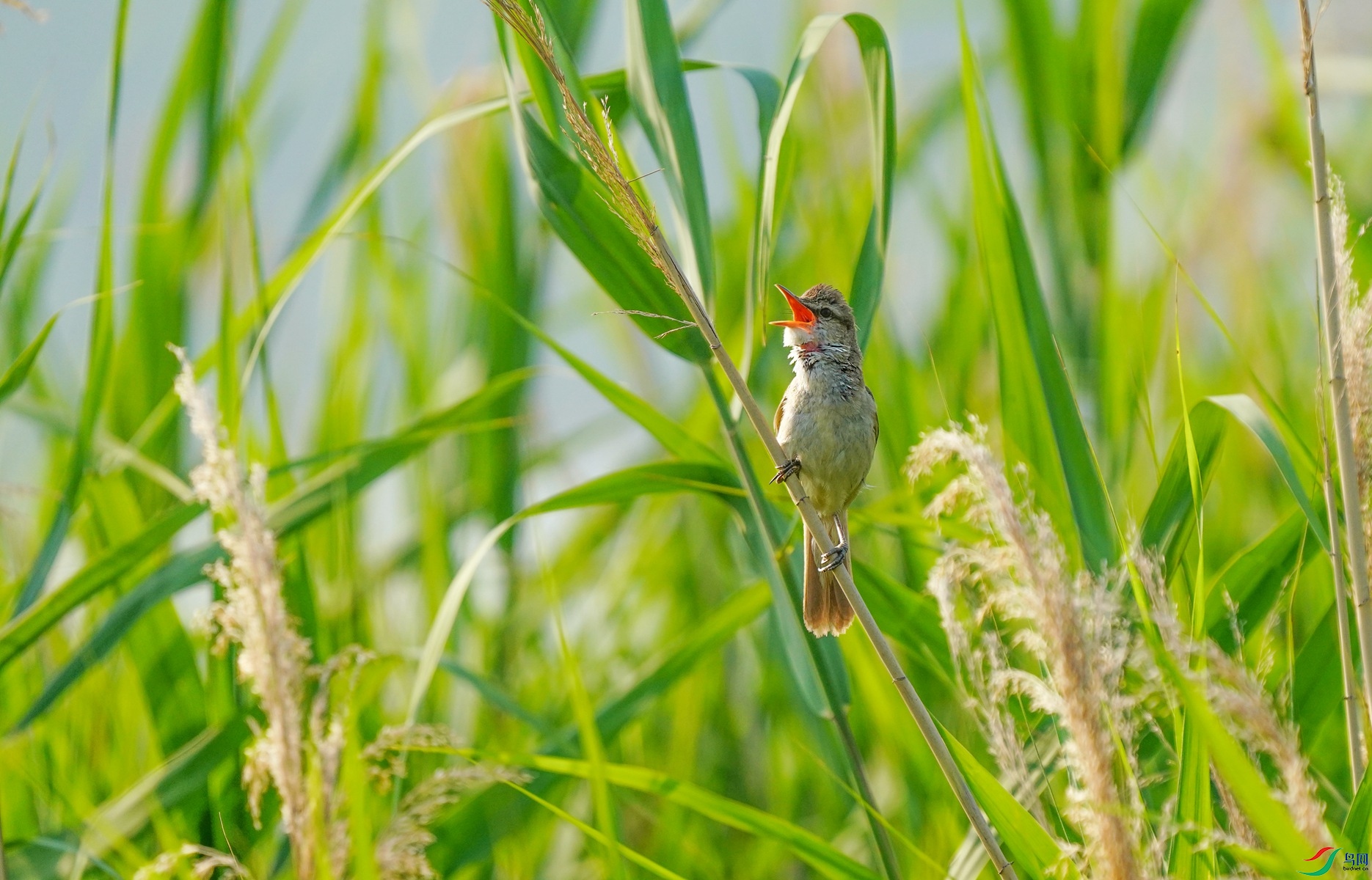 1 DSC09524_����.jpg