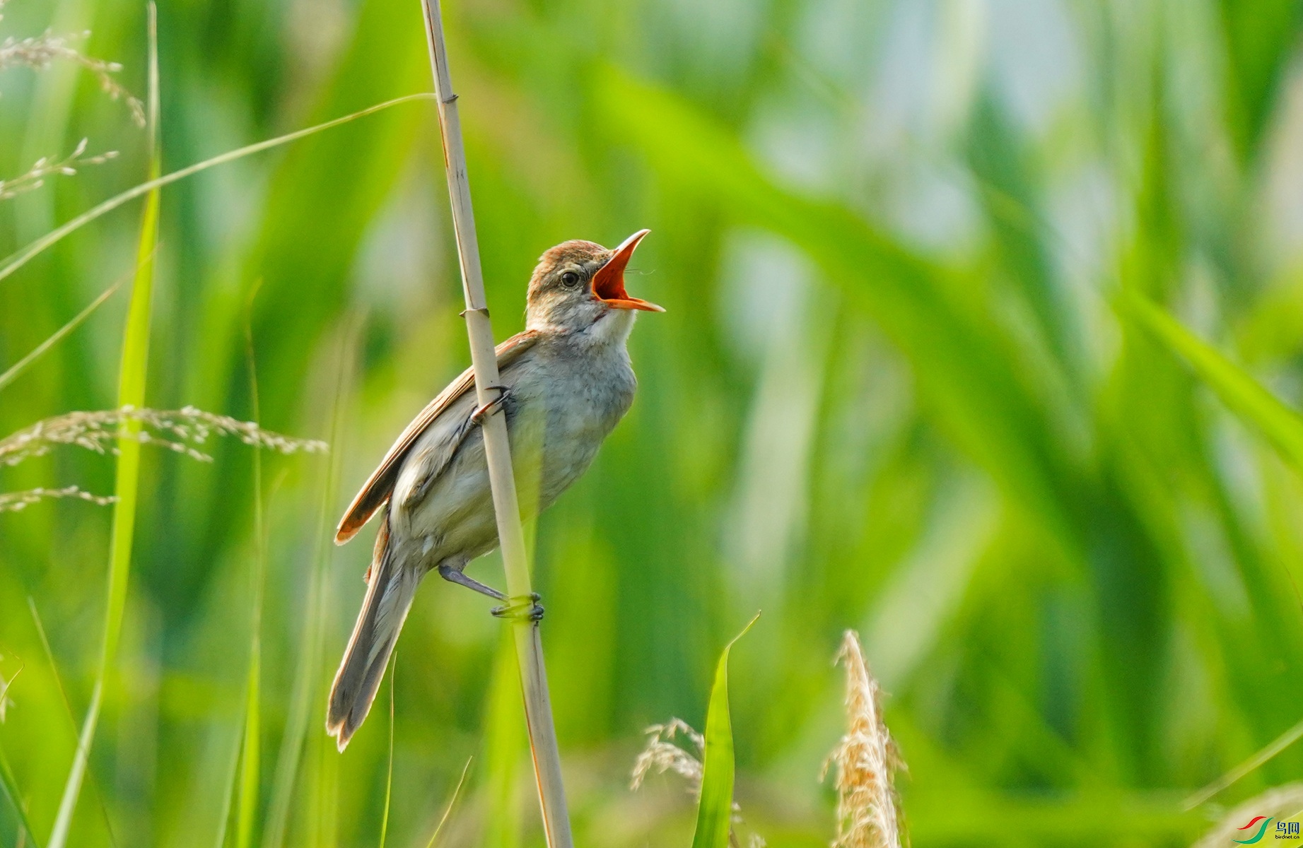 1 DSC09950_����.jpg