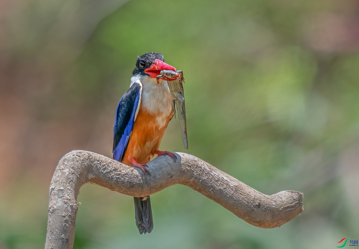 _DSC7865.2.jpg