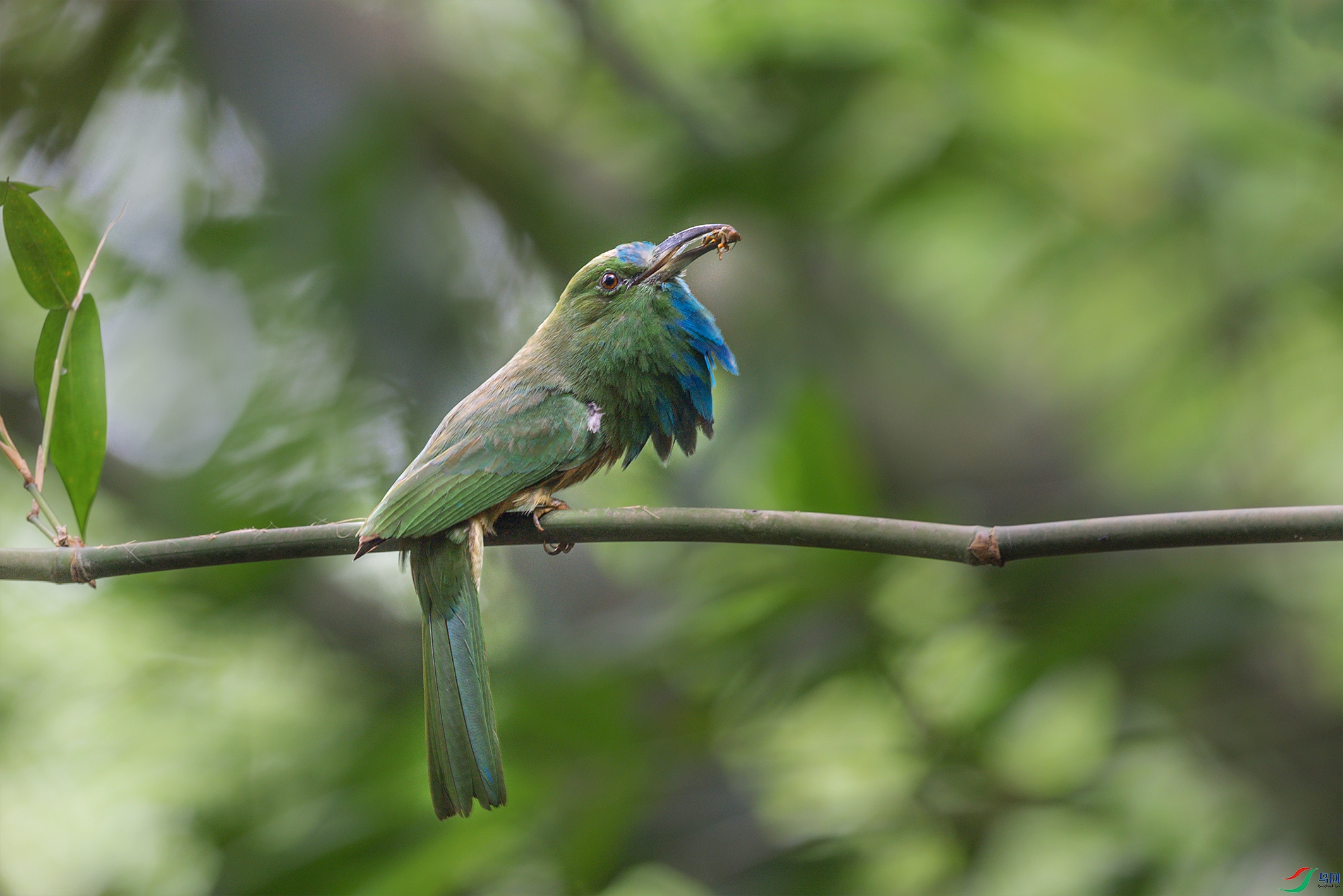 发怒的蓝须夜蜂虎
