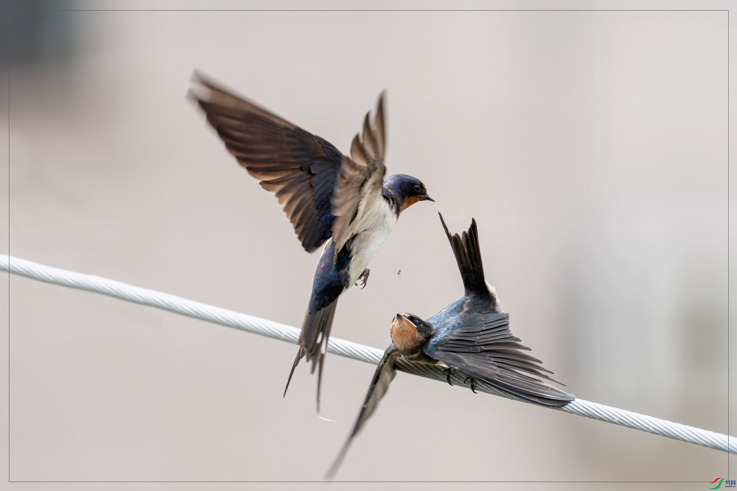 8.91�ף��м�Ҳ��һֻС֩��