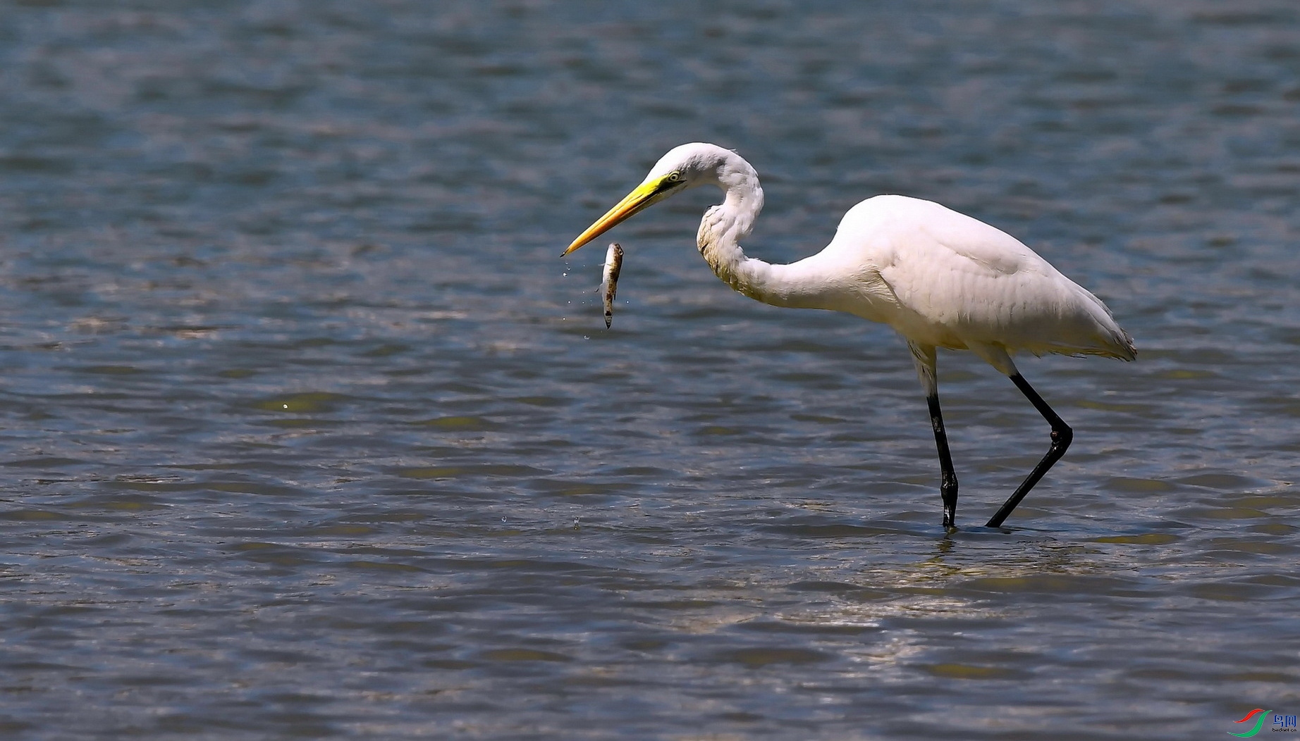 DSC_0551a.jpg