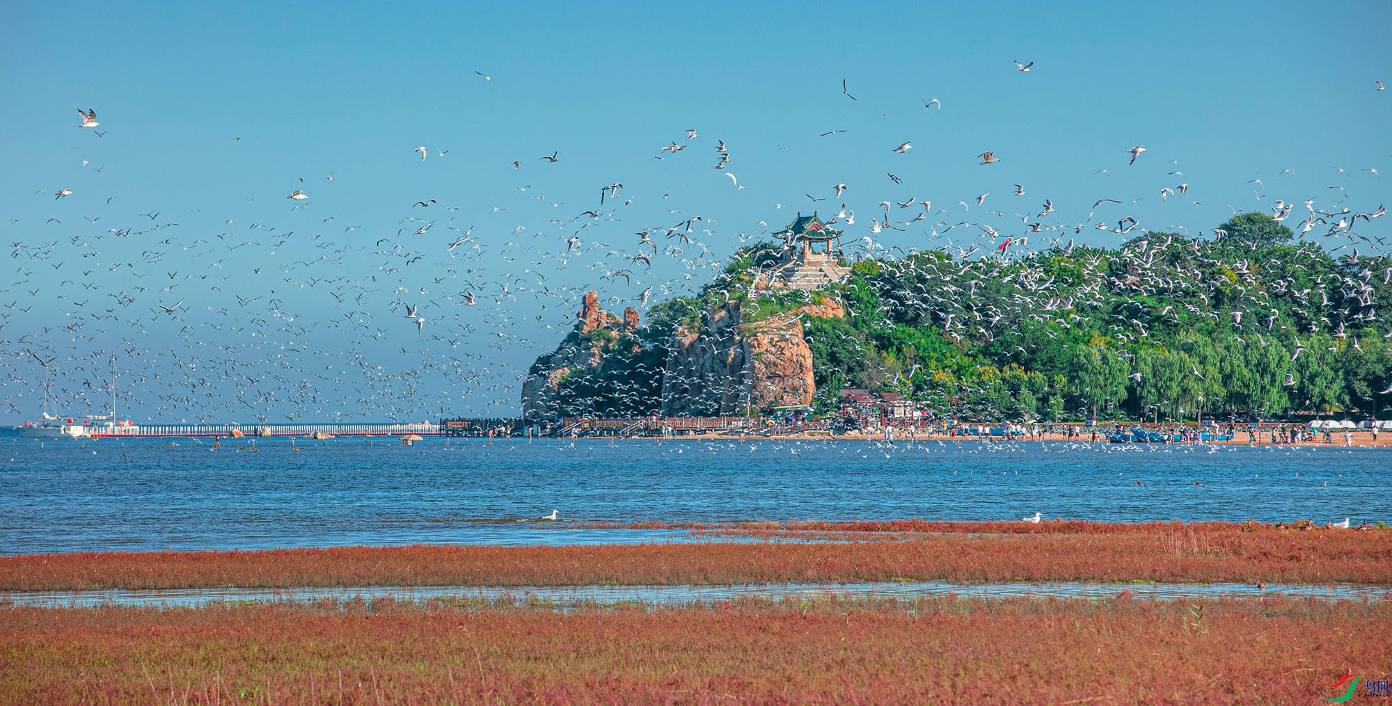 北戴河湿地连续9年记录灰白鹭恭喜荣获图文精华