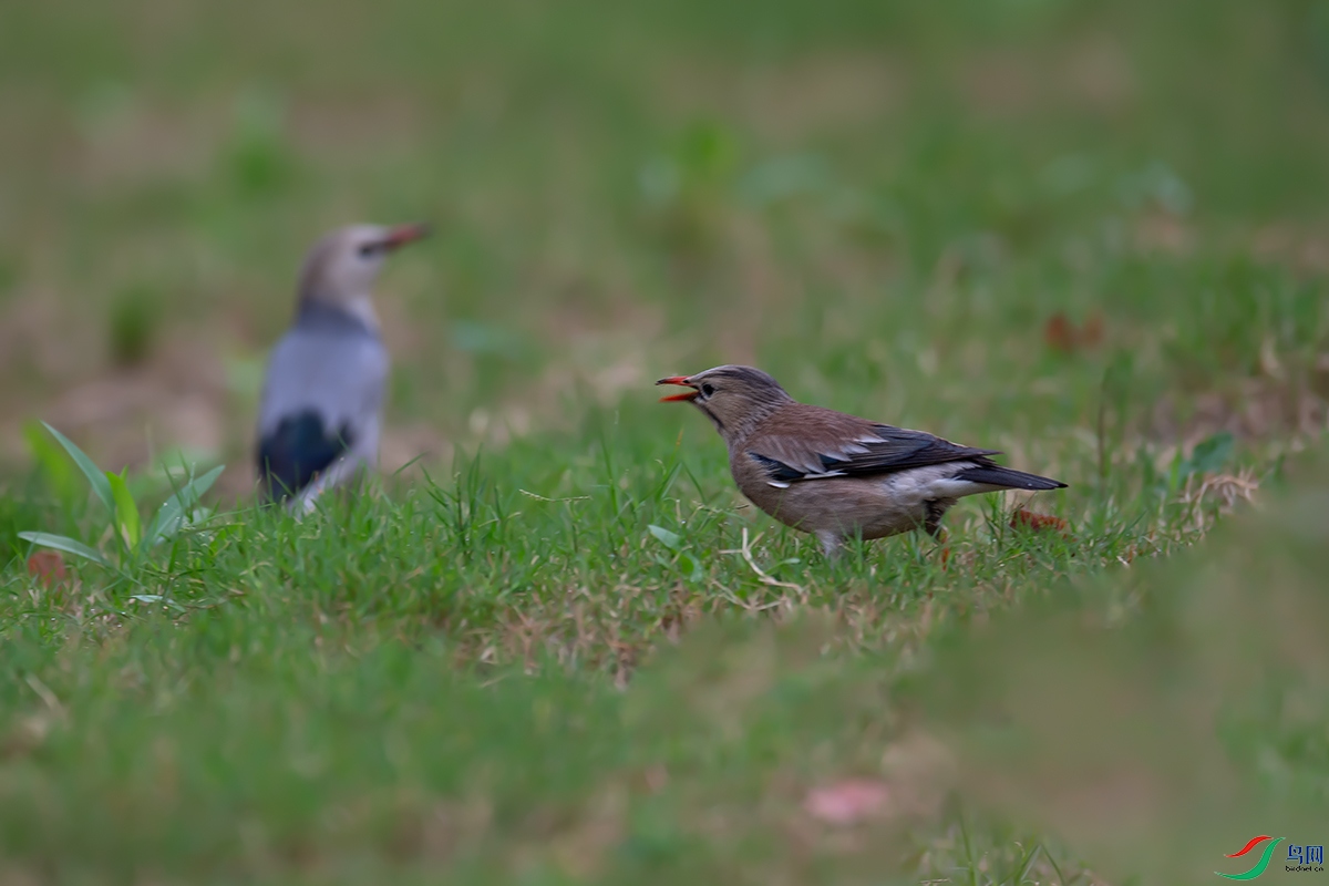 DSC_p4437.jpg