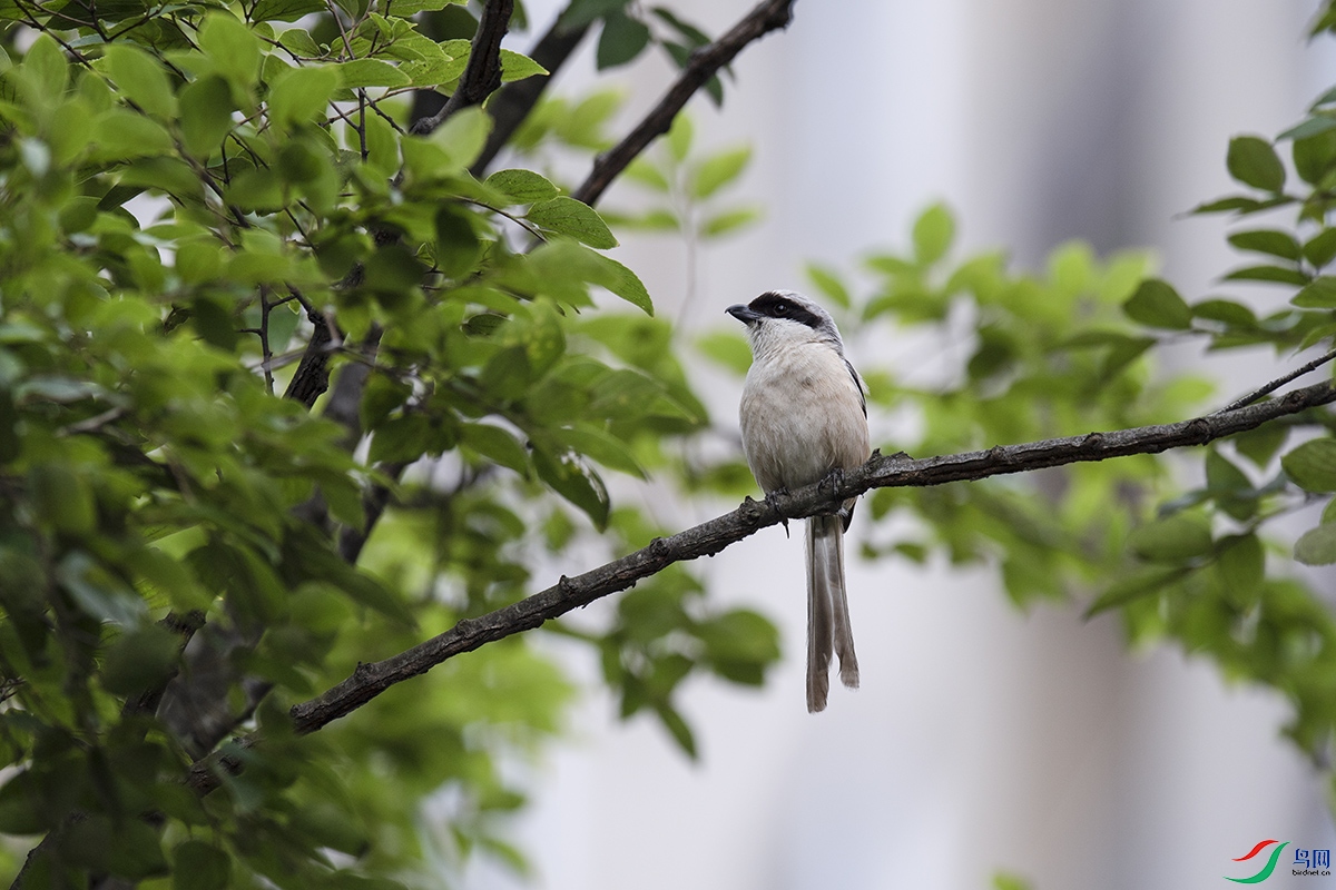 DSC_p4463.jpg