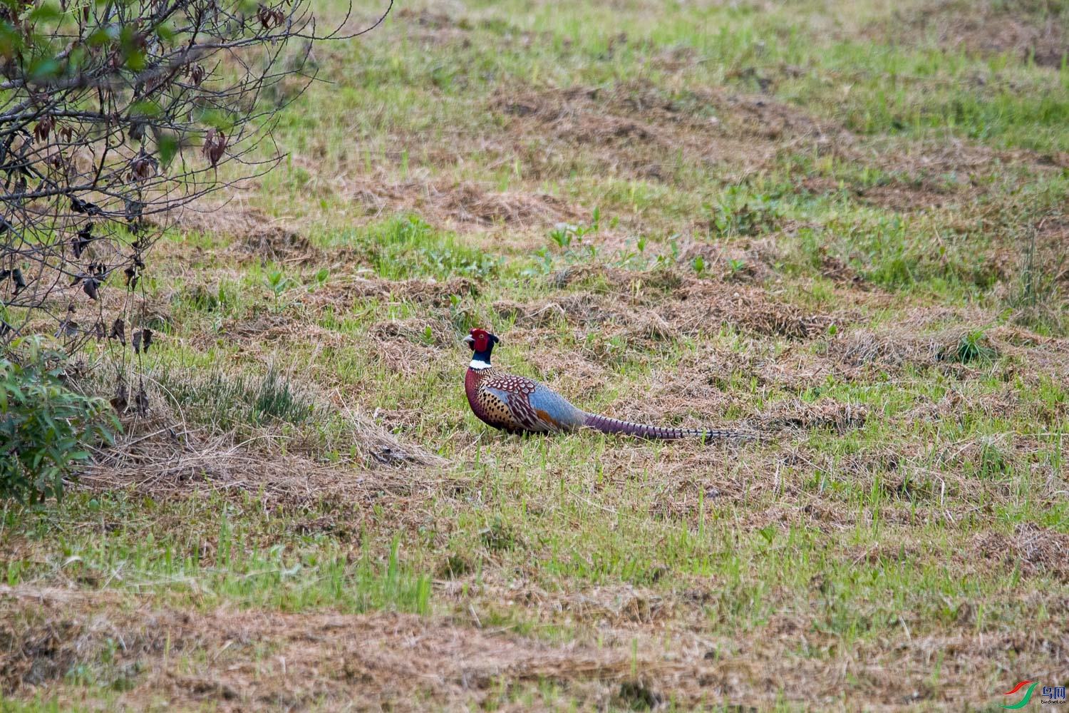 DSC_5277.jpg