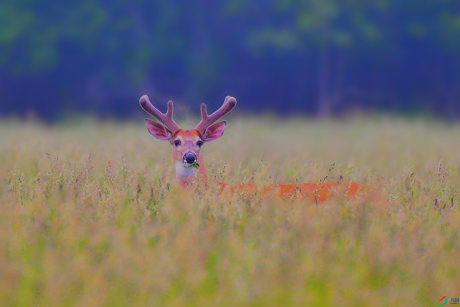 DSC_0788_����.jpg